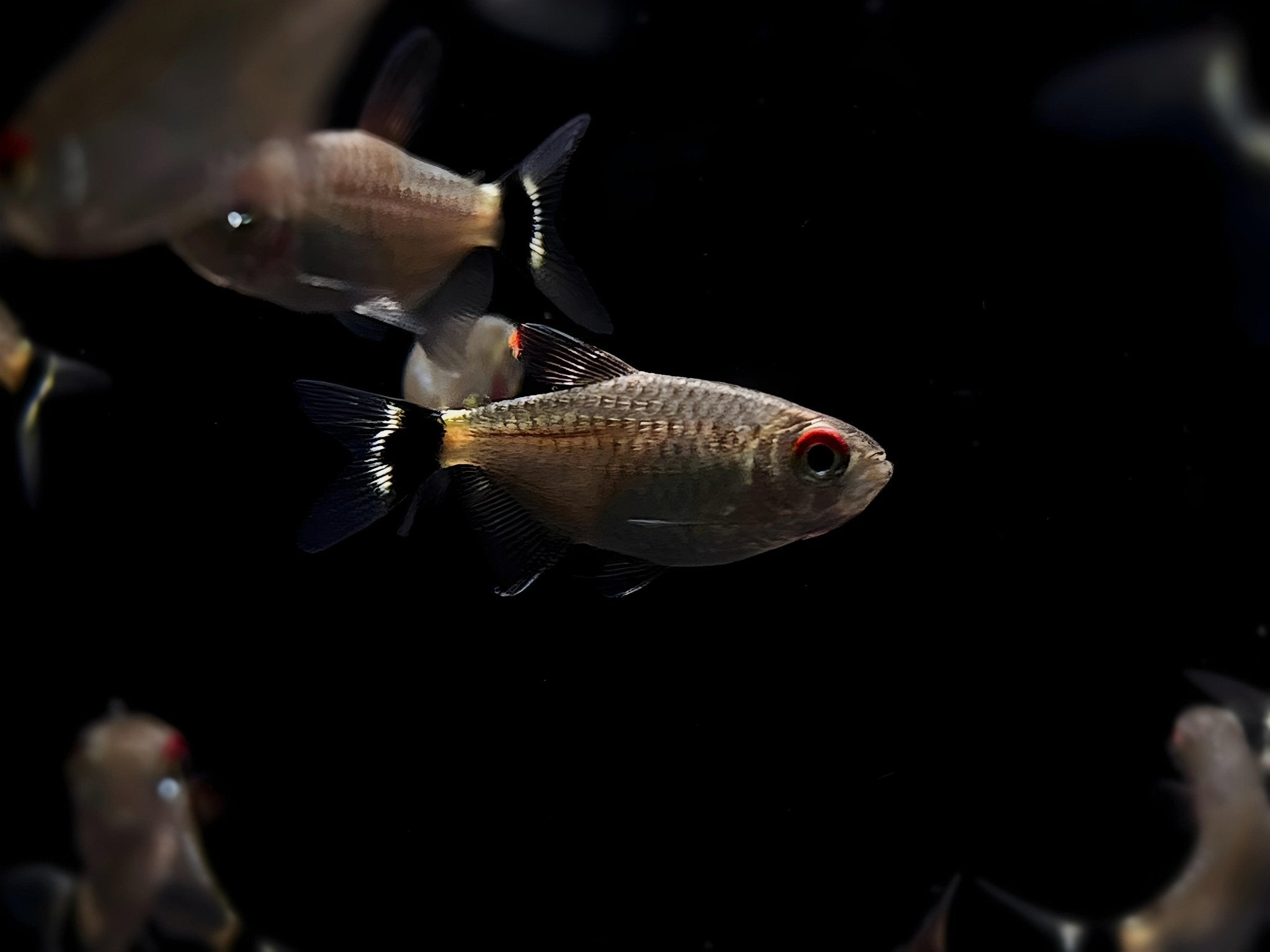 Red Eye Tetra - Aqua Huna