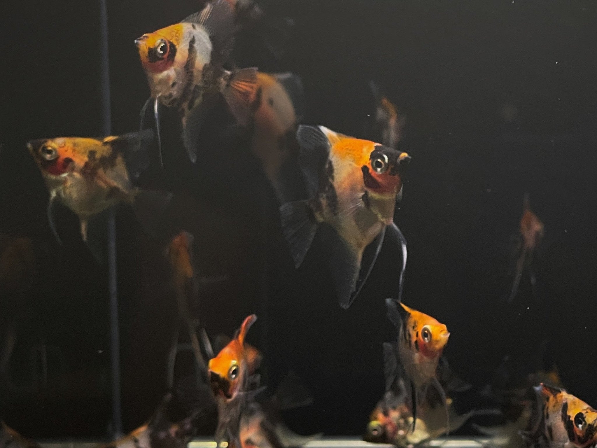 Red Head Koi Angelfish Size: S/M - Aqua Huna