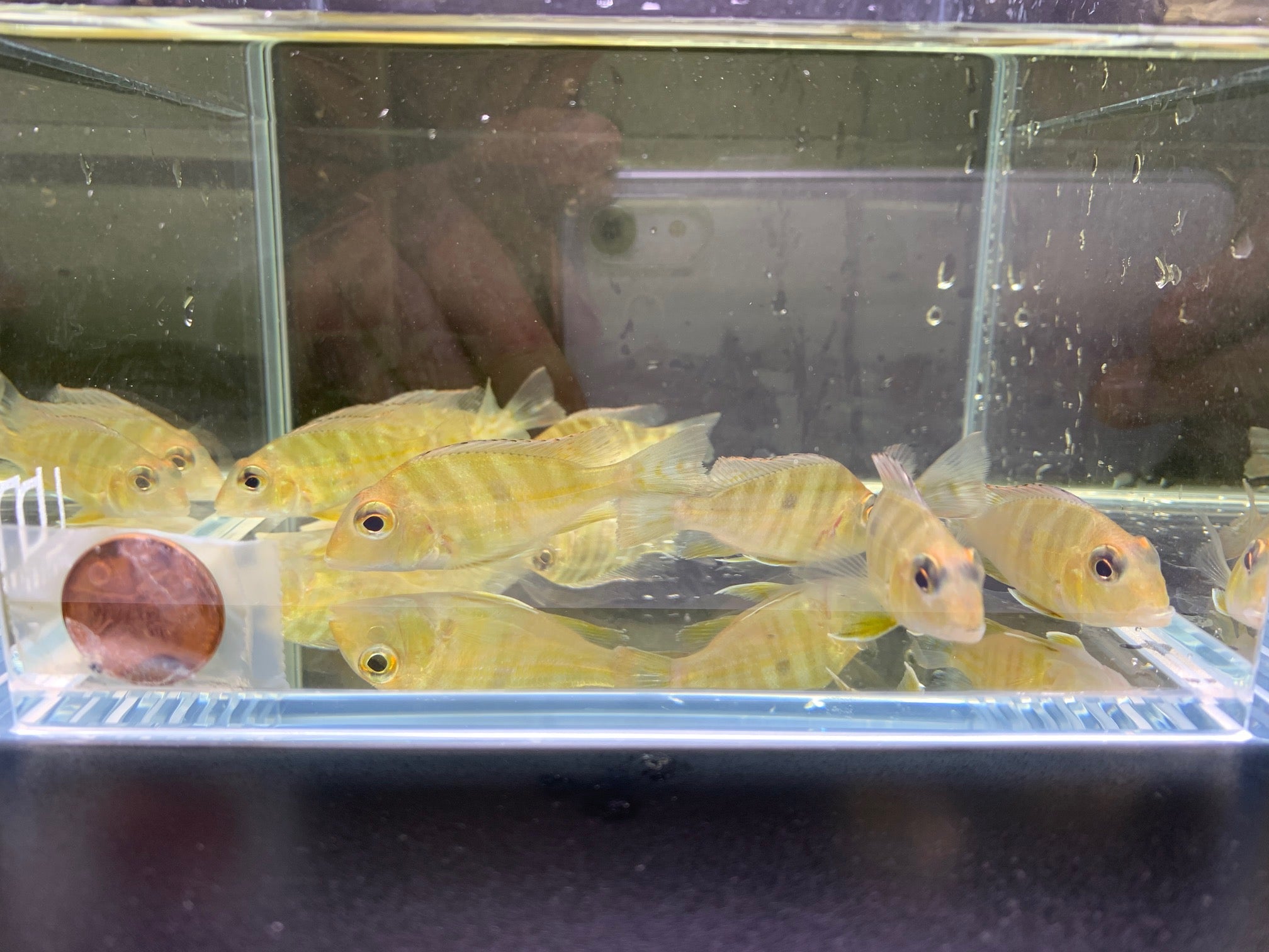 Red Head Tapajo - 1.5" - Aqua Huna