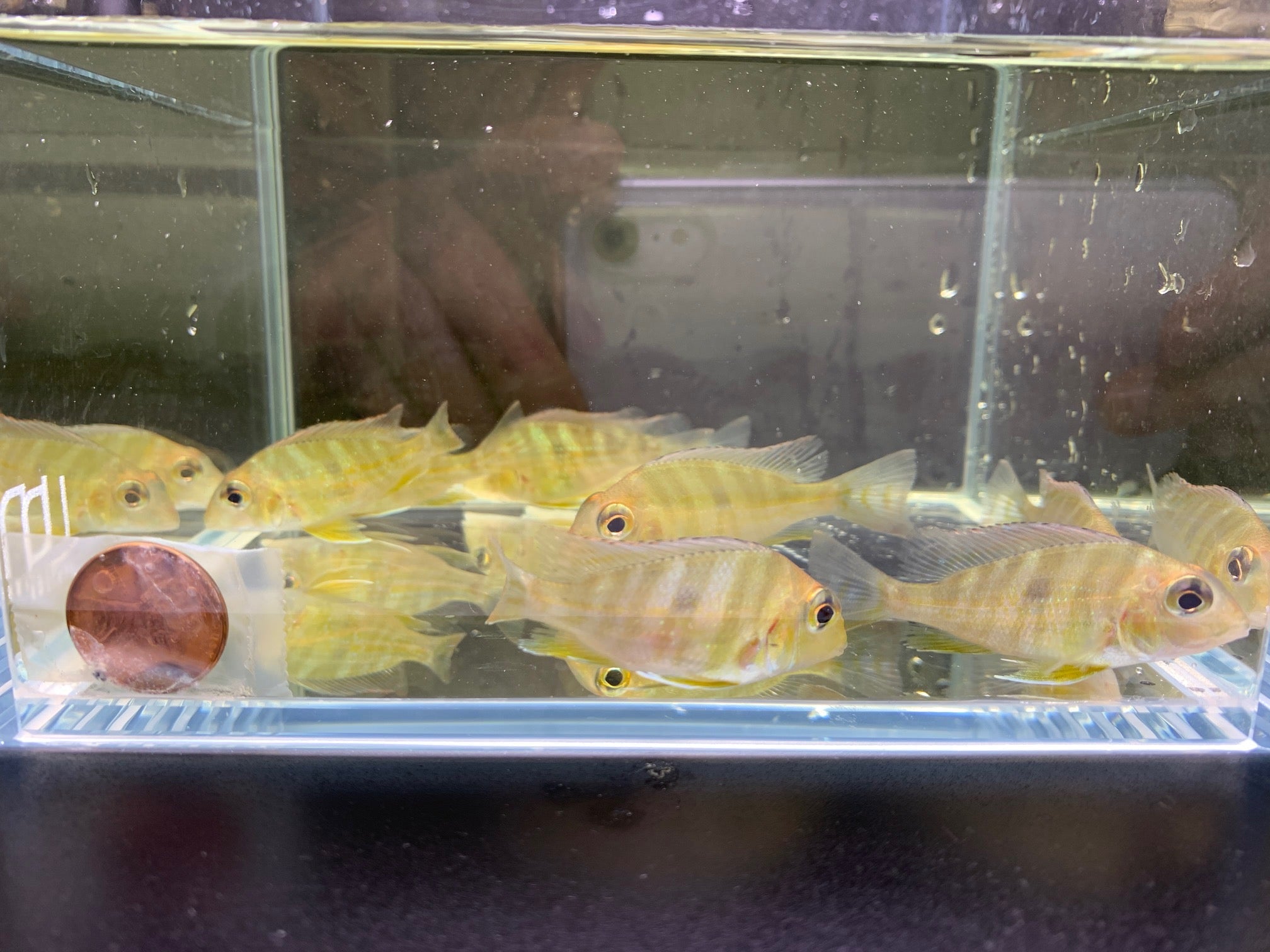 Red Head Tapajo - 1.5" - Aqua Huna