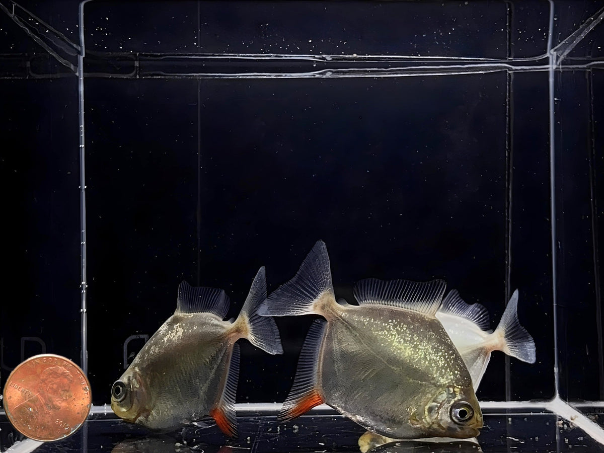 Red Hook Silver Dollar | Red Hook Myleus - Aqua Huna