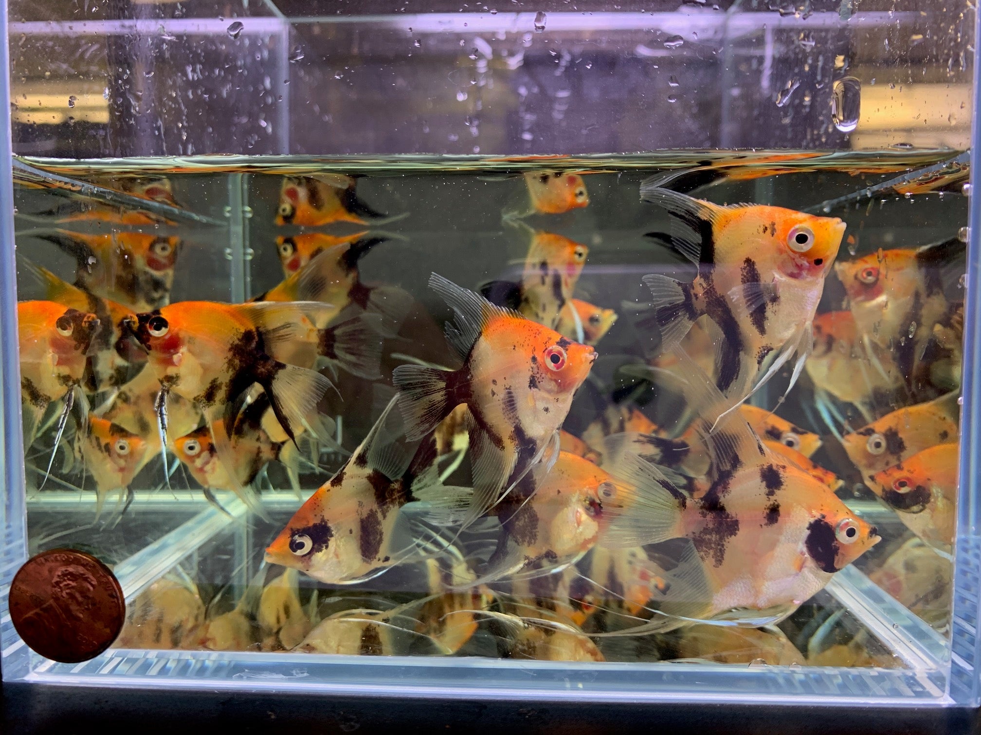 Red Koi Angelfish M - Aqua Huna