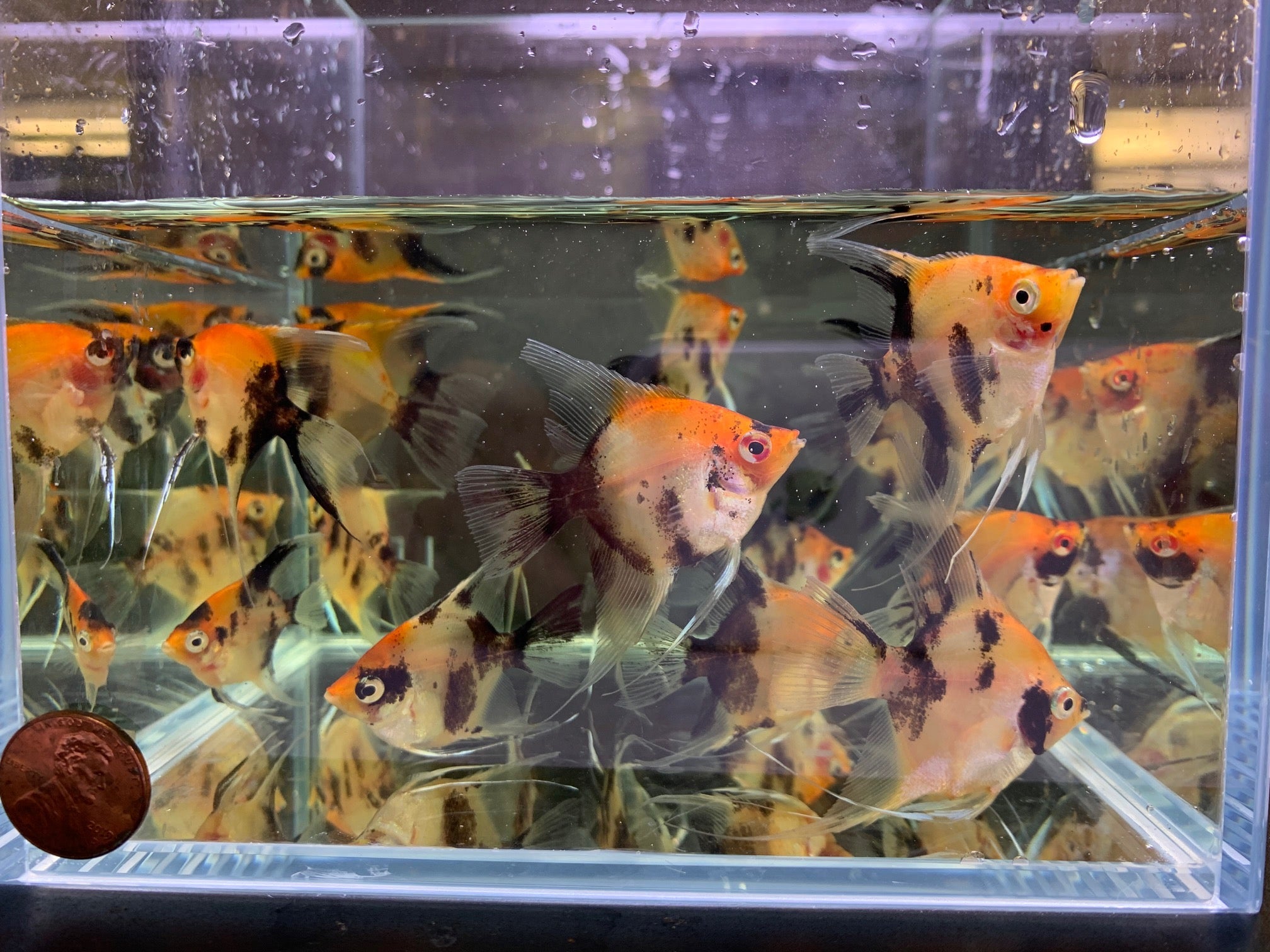 Red Koi Angelfish M - Aqua Huna