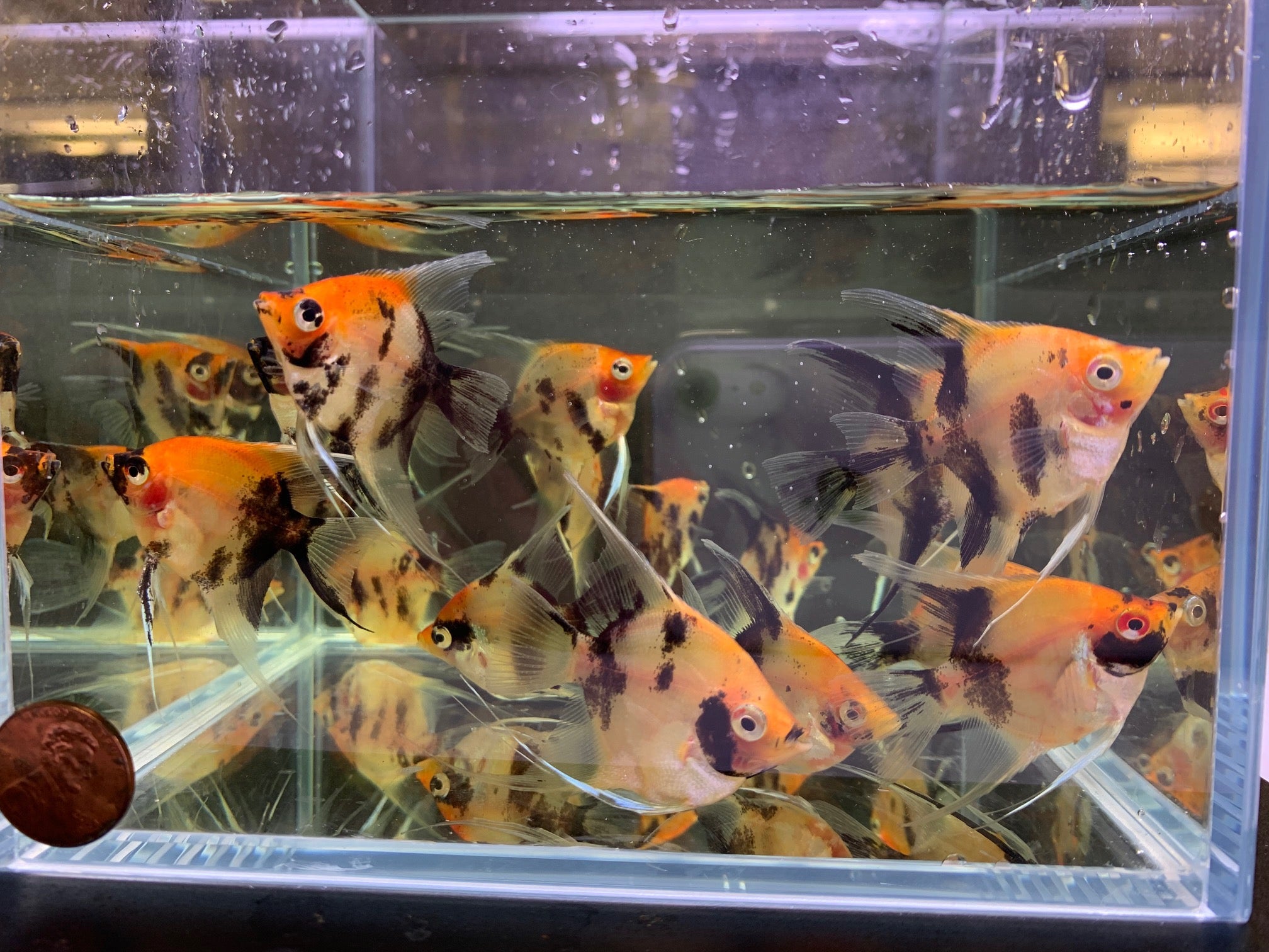 Red Koi Angelfish M - Aqua Huna