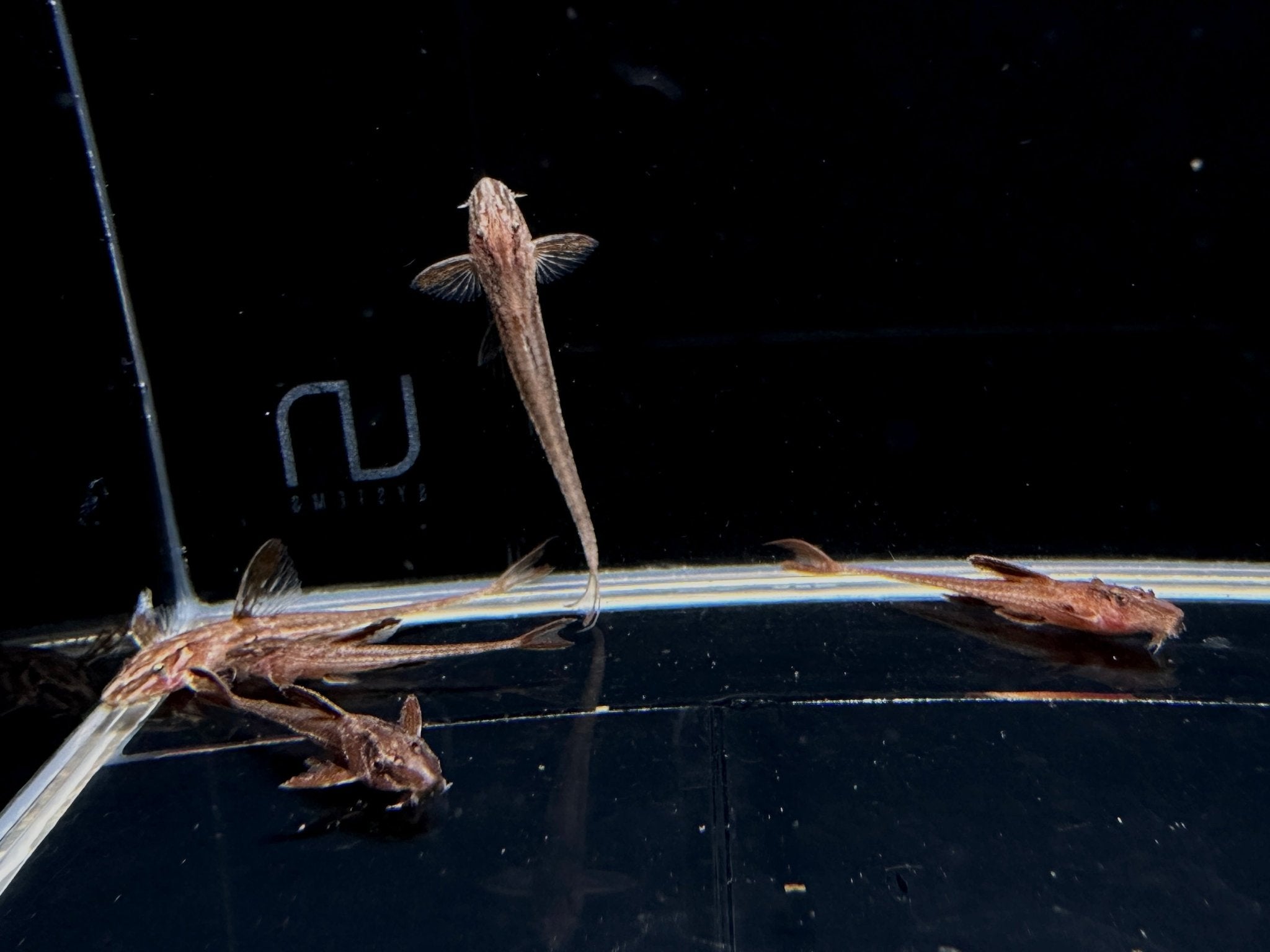 Red Lizard Whiptail Catfish - Aqua Huna