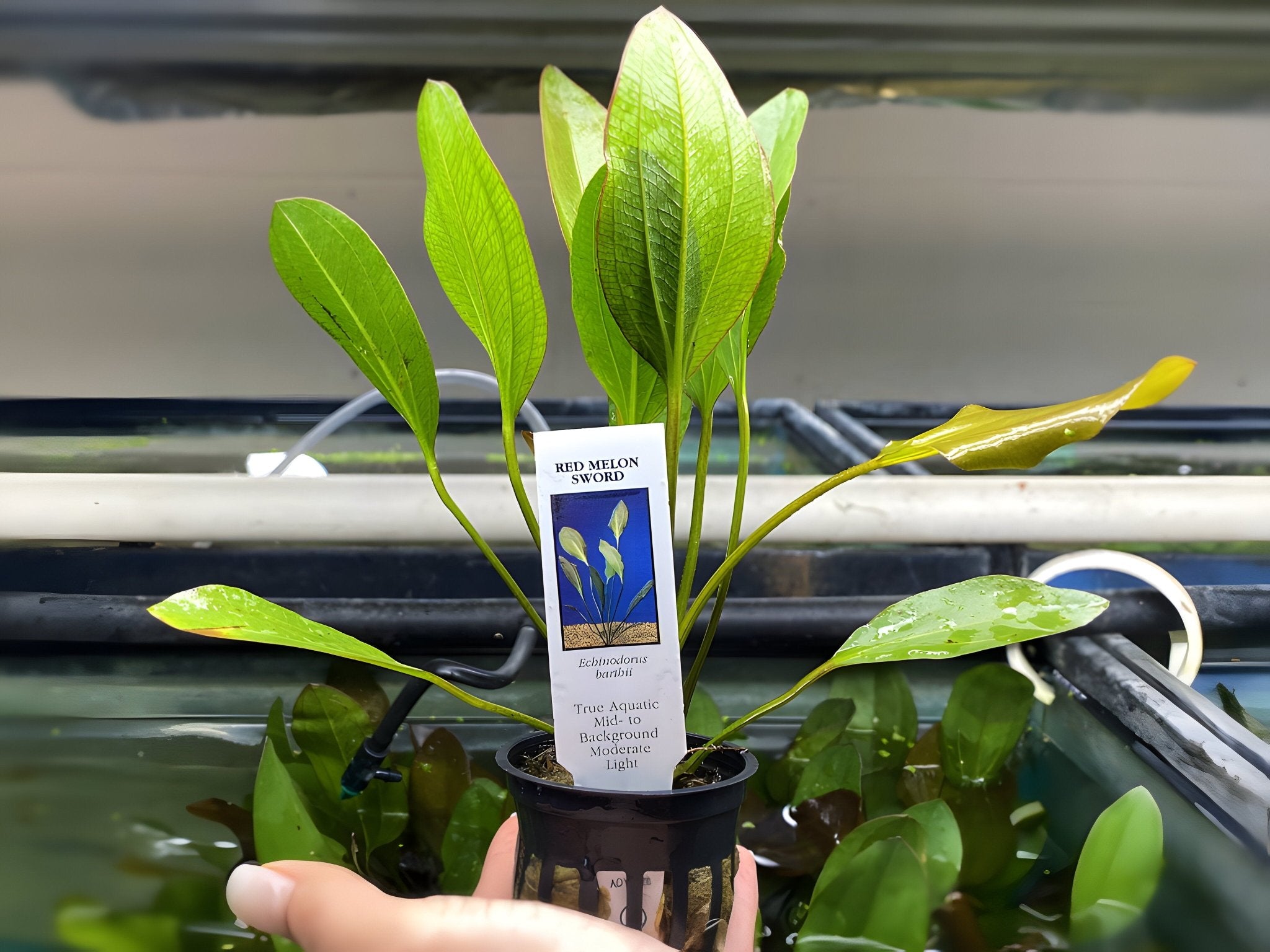 Red Melon Sword - Potted Plant - Aqua Huna