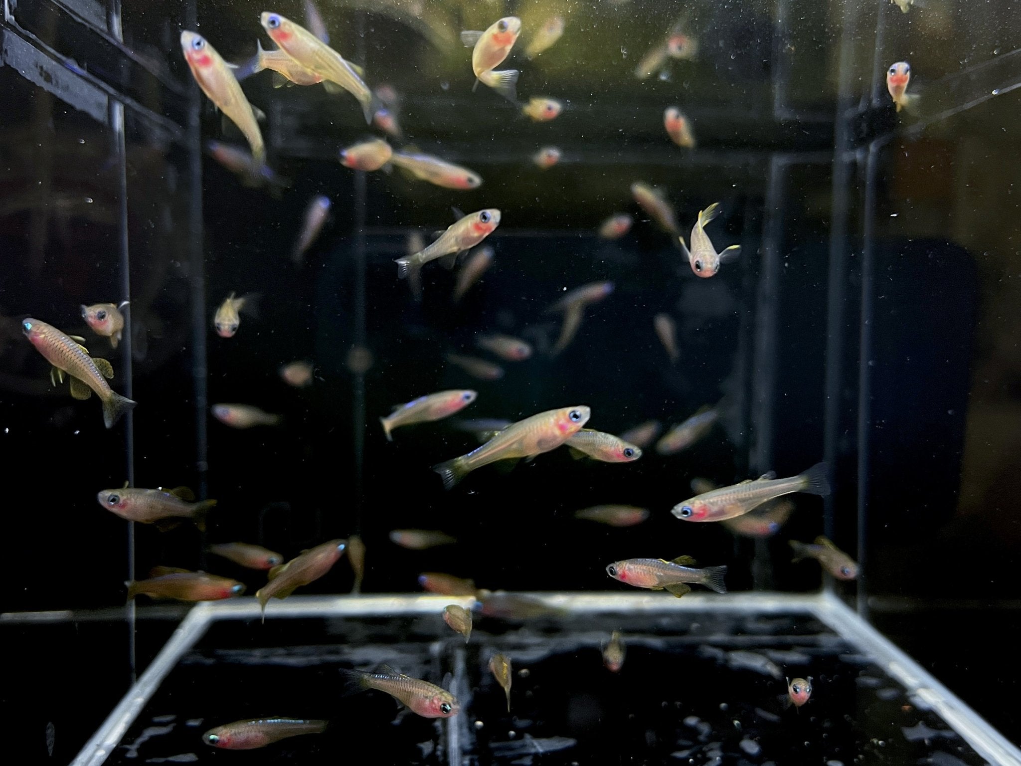 Red Neon Blue Eye Rainbow Fish - Aqua Huna