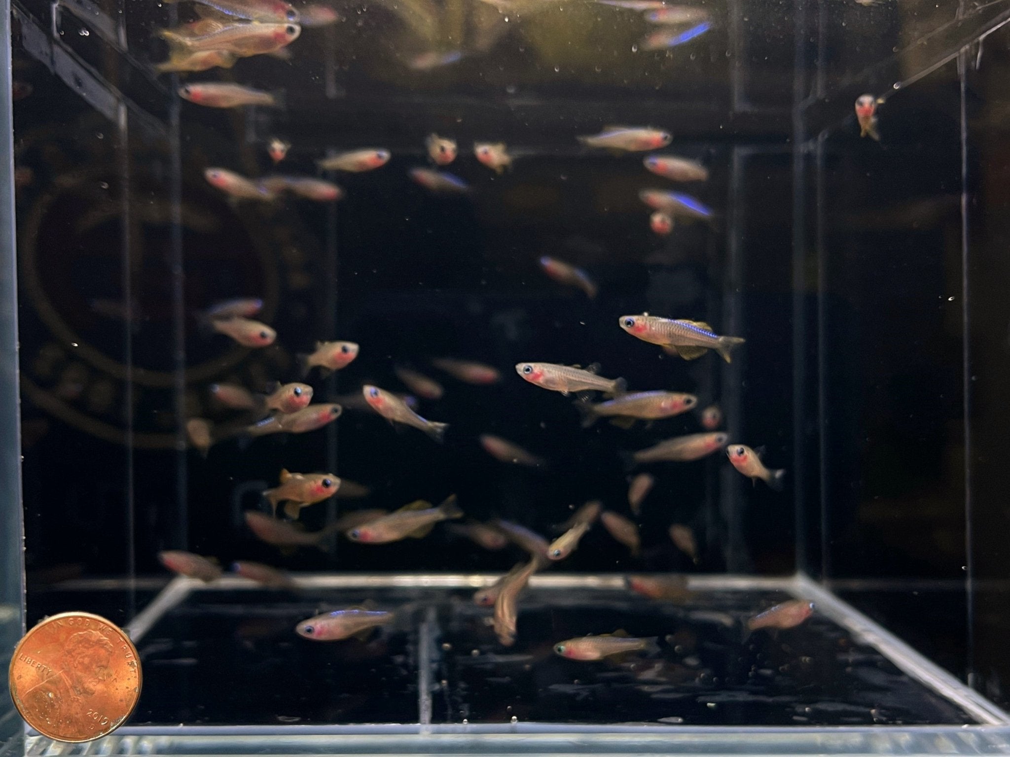 Red Neon Blue Eye Rainbow Fish - Aqua Huna