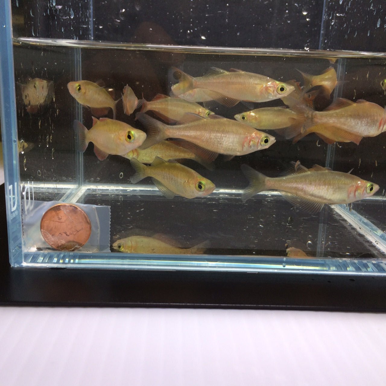 Red Rainbow Fish - Aqua Huna