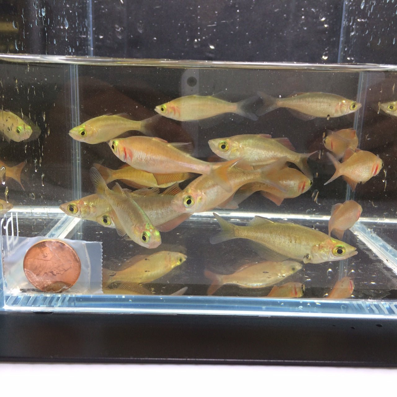 Red Rainbow Fish - Aqua Huna