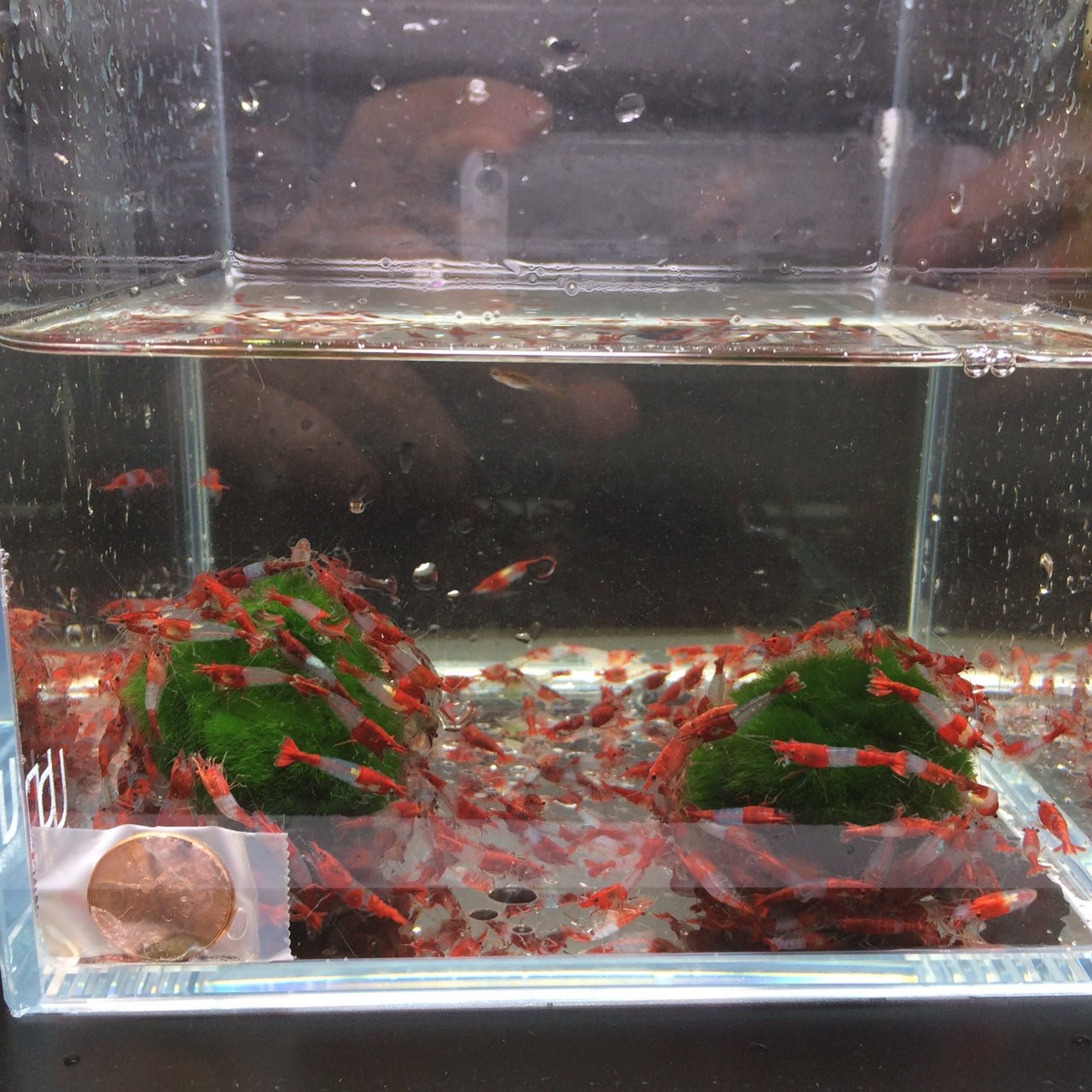Red Rili Shrimp - Aqua Huna