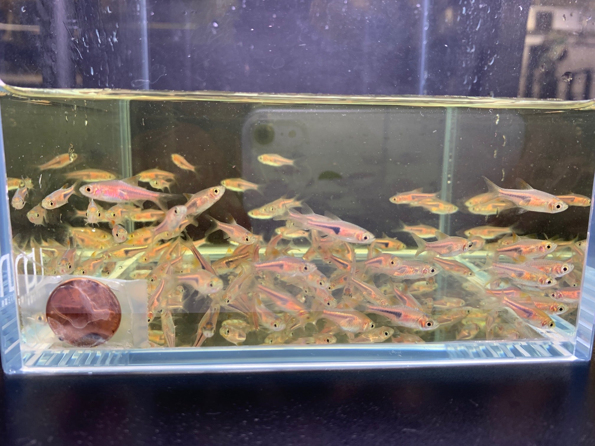 Red Slender Harlequin Rasbora / Espei - Aqua Huna