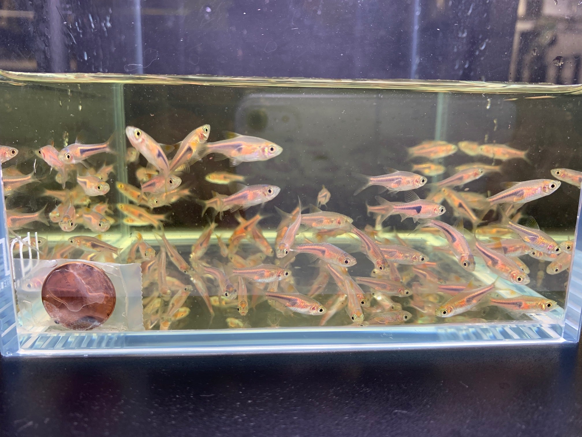 Red Slender Harlequin Rasbora / Espei - Aqua Huna