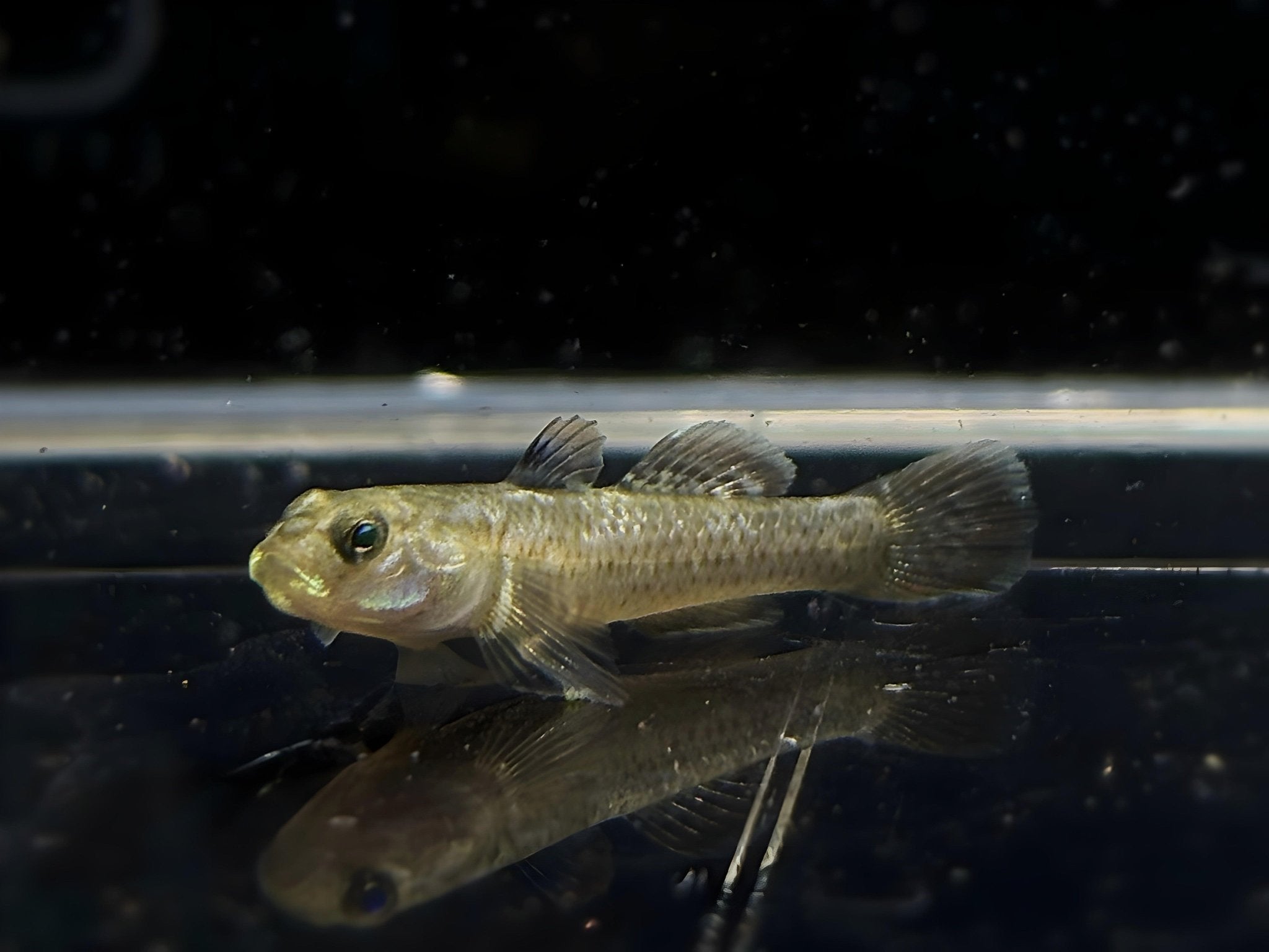 Red Spotted Goby - Aqua Huna