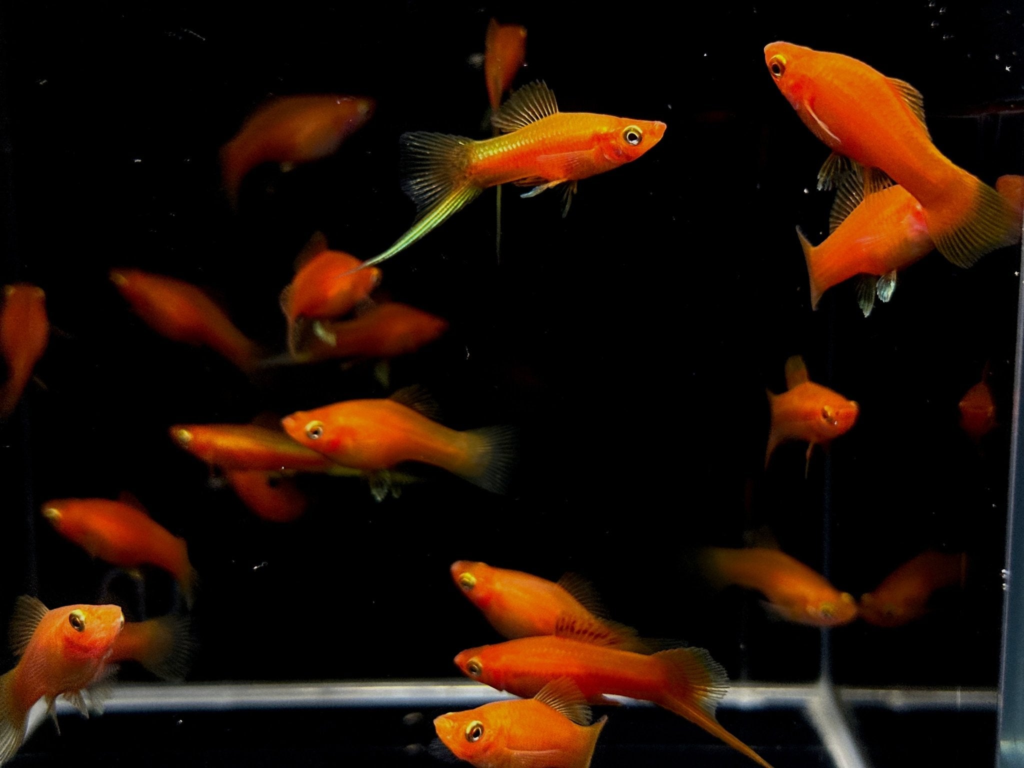 Red Swordtail - Aqua Huna