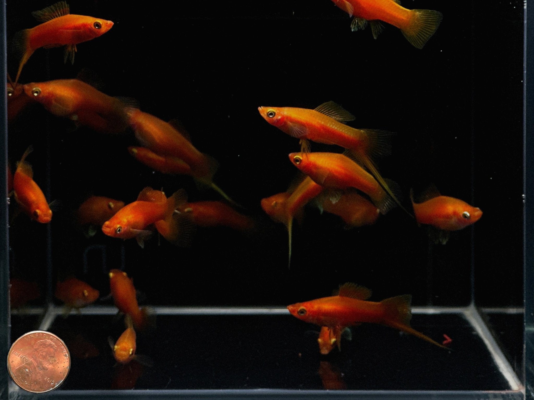 Red Swordtail - Aqua Huna