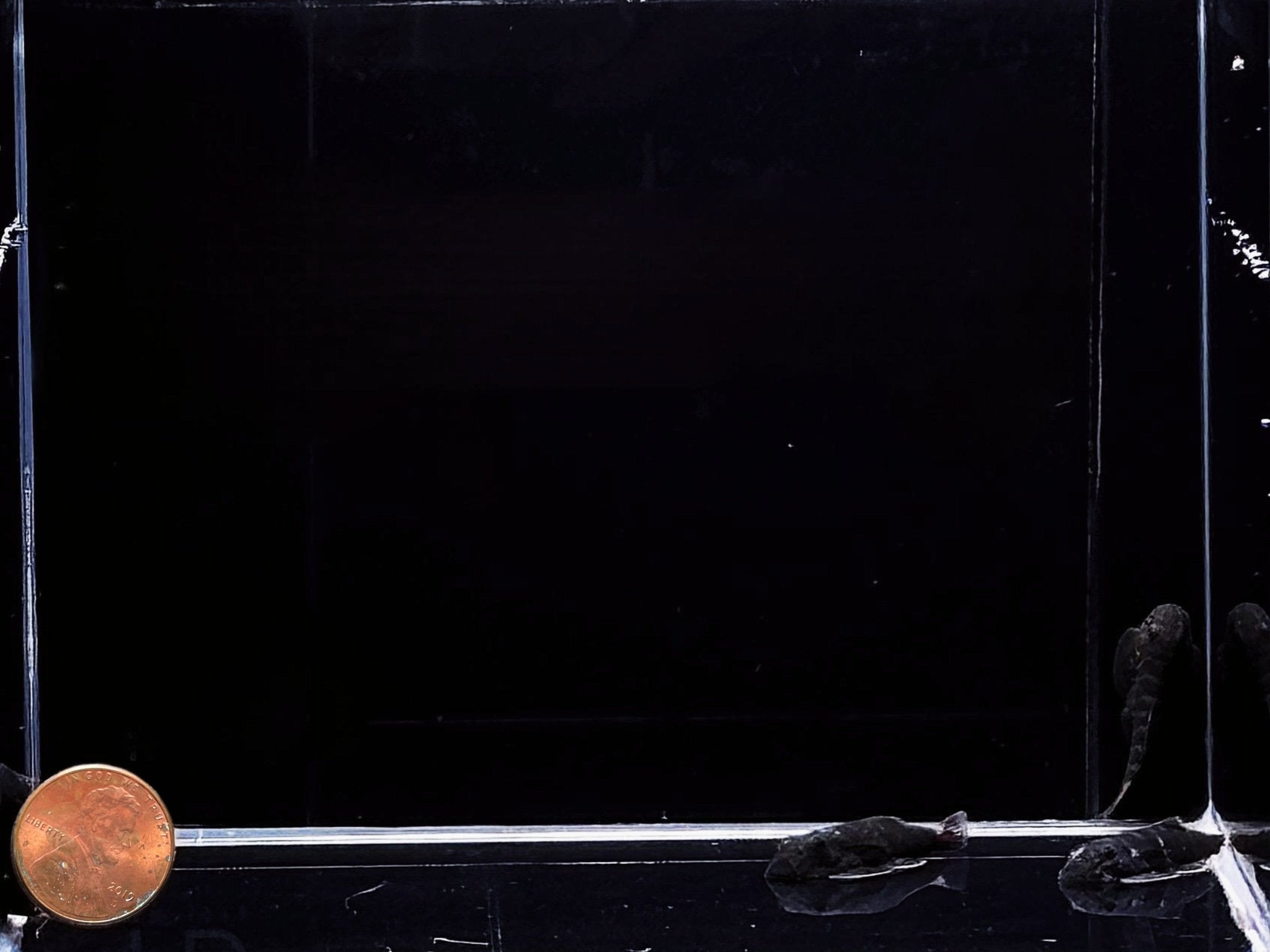 Red Tail Hillstream Loach - Aqua Huna