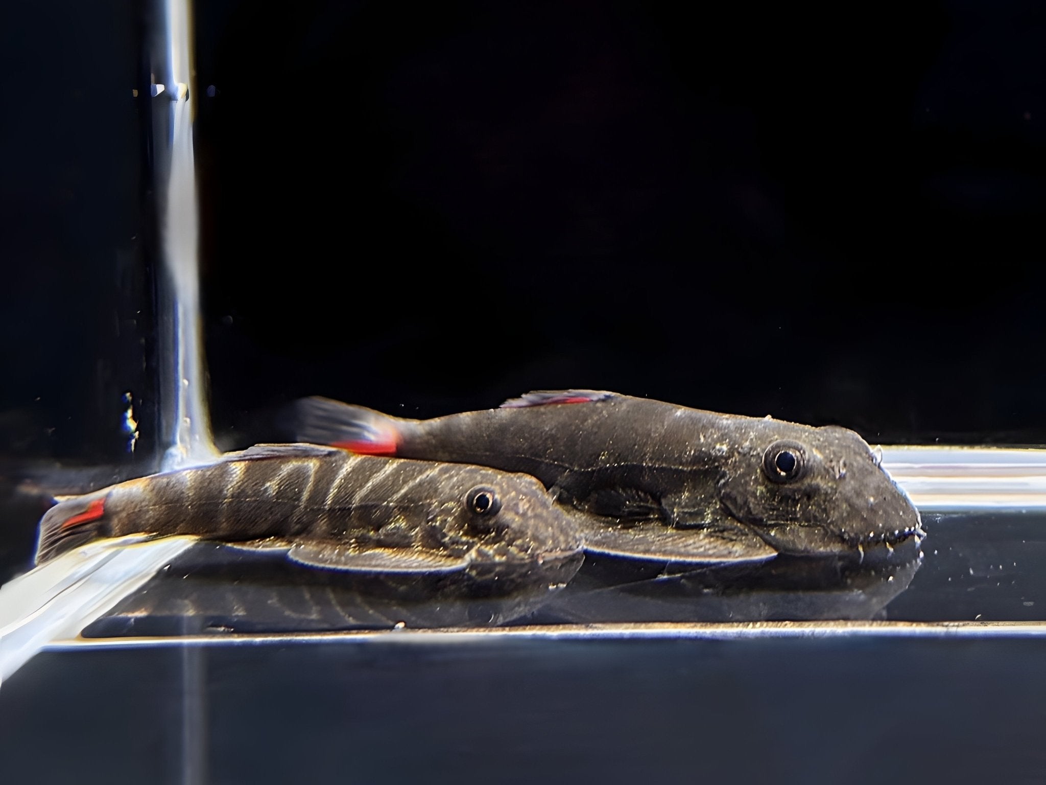 Red Tail Hillstream Loach - Aqua Huna