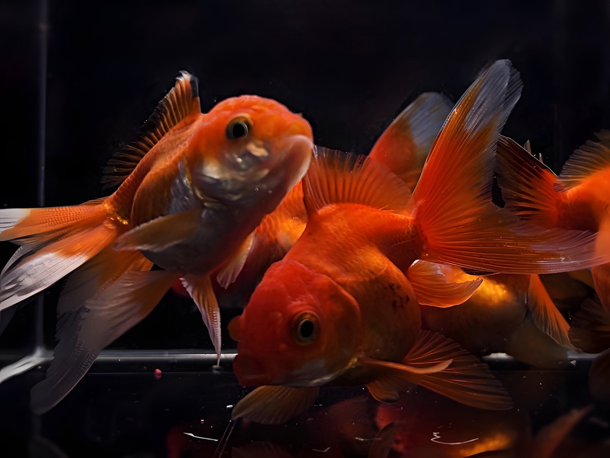 Red Thailand Oranda Goldfish - 2.75" - 3.25" - Aqua Huna