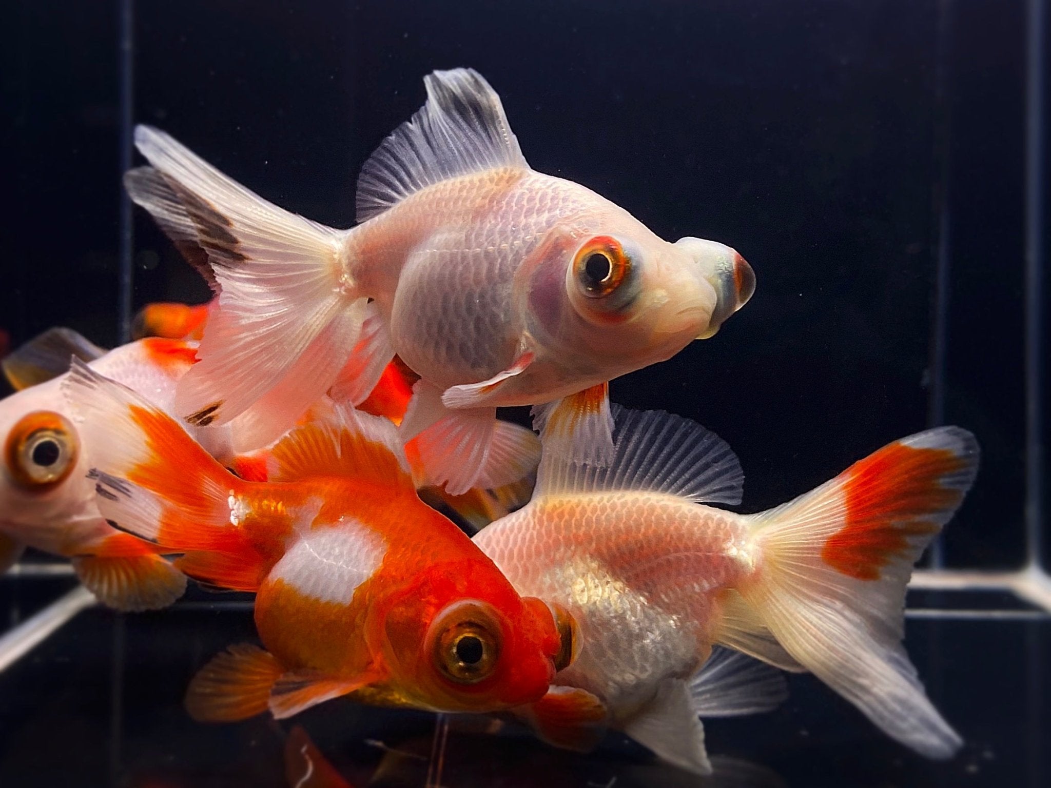 Red & White Butterfly Tail Goldfish - 2.5 - 2.75" - Aqua Huna