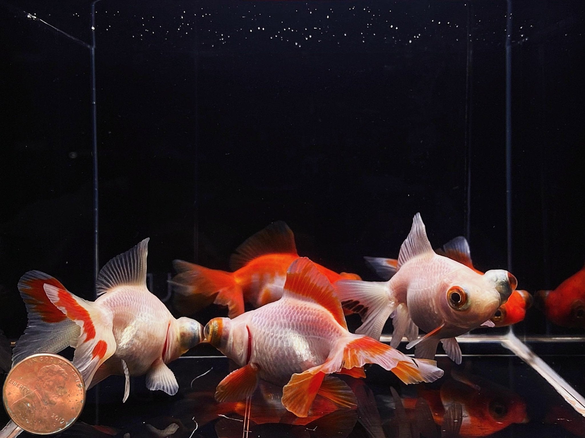 Red & White Butterfly Tail Goldfish - 2.5 - 2.75" - Aqua Huna