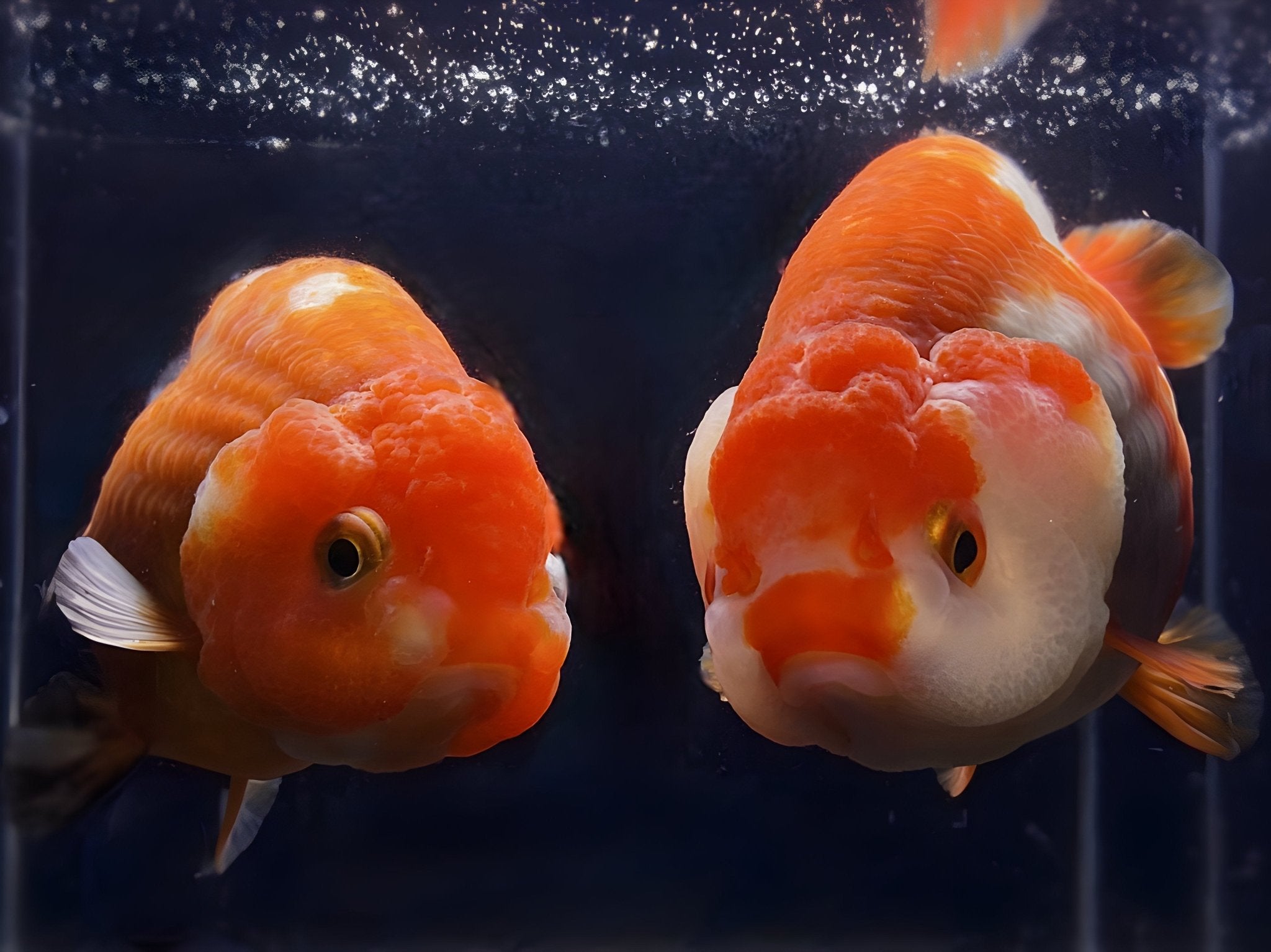 Ranchu Goldfish 
