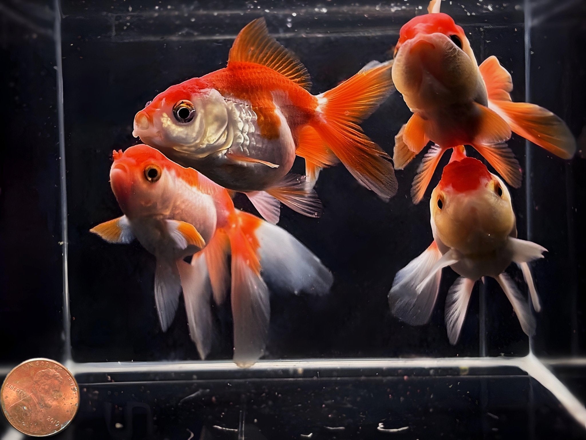 Red & White Thailand Oranda Goldfish - 2.75" - 3.25" - Aqua Huna