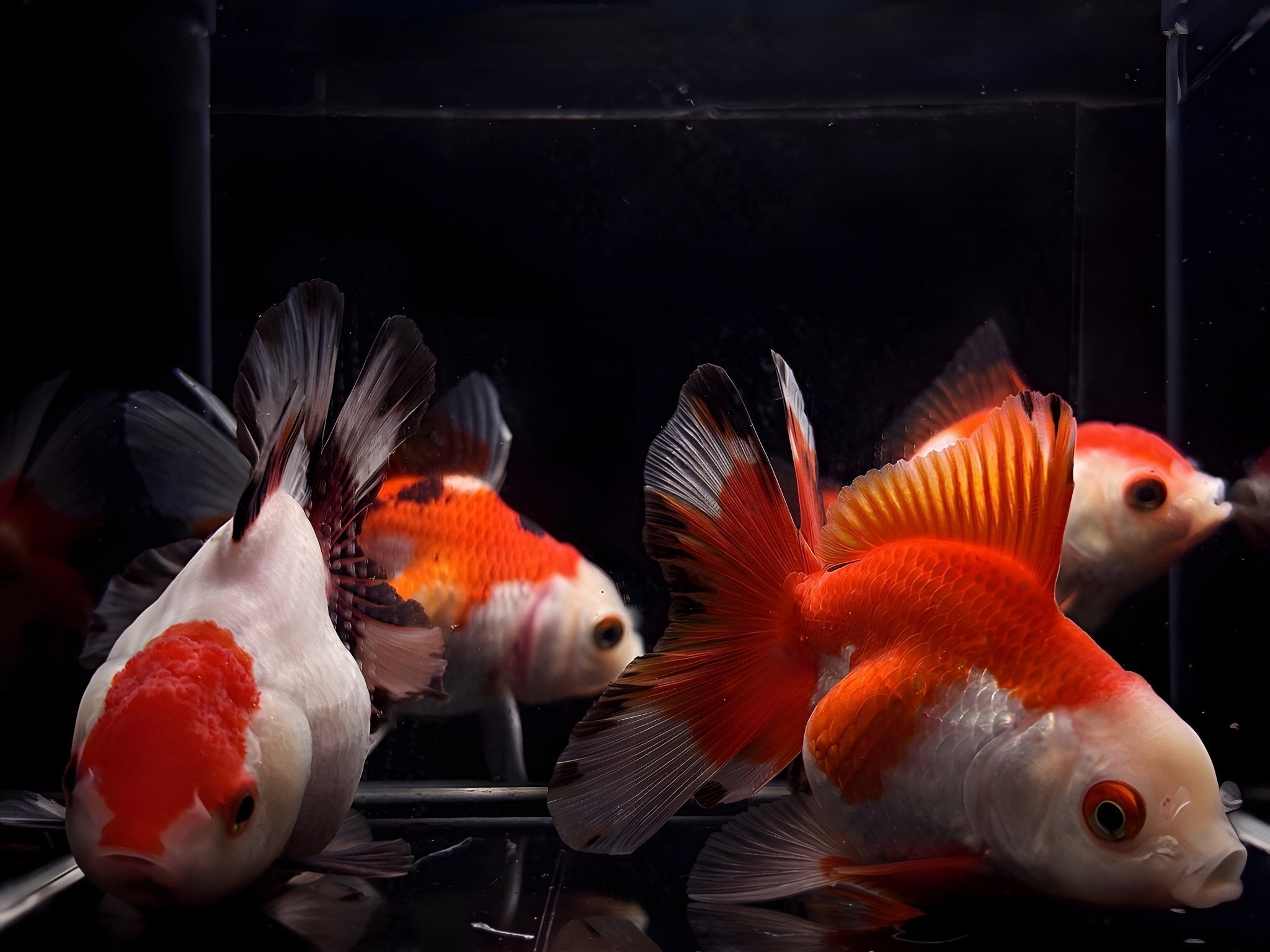 Red & White Thailand Oranda Goldfish - 3.25" - 3.5" - Aqua Huna