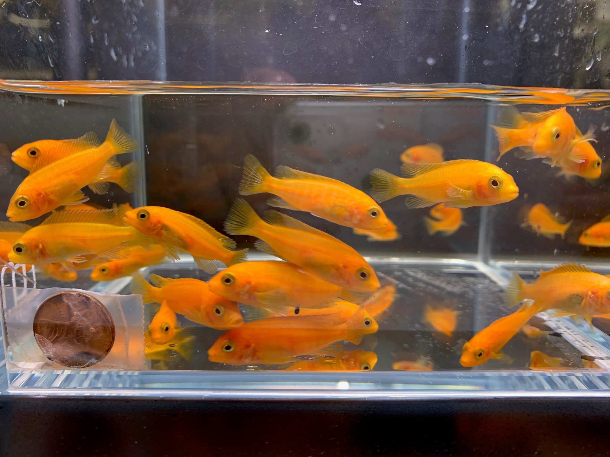 Red Zebra Cichlid - Aqua Huna