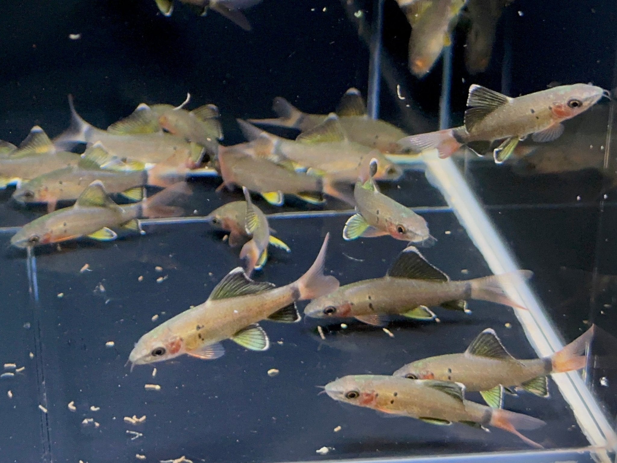 Redtail Shark (S) - Aqua Huna