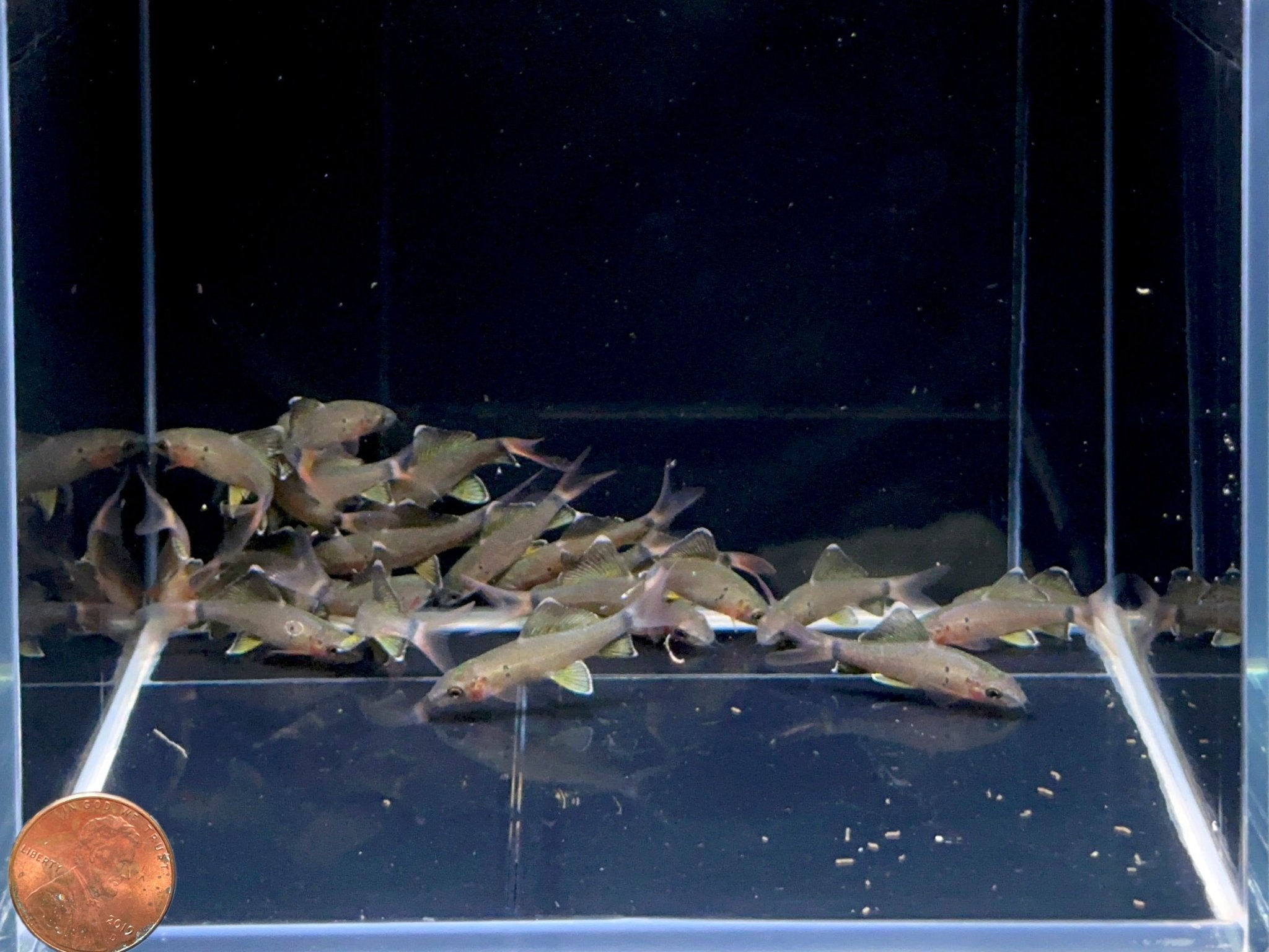 Redtail Shark (S) - Aqua Huna