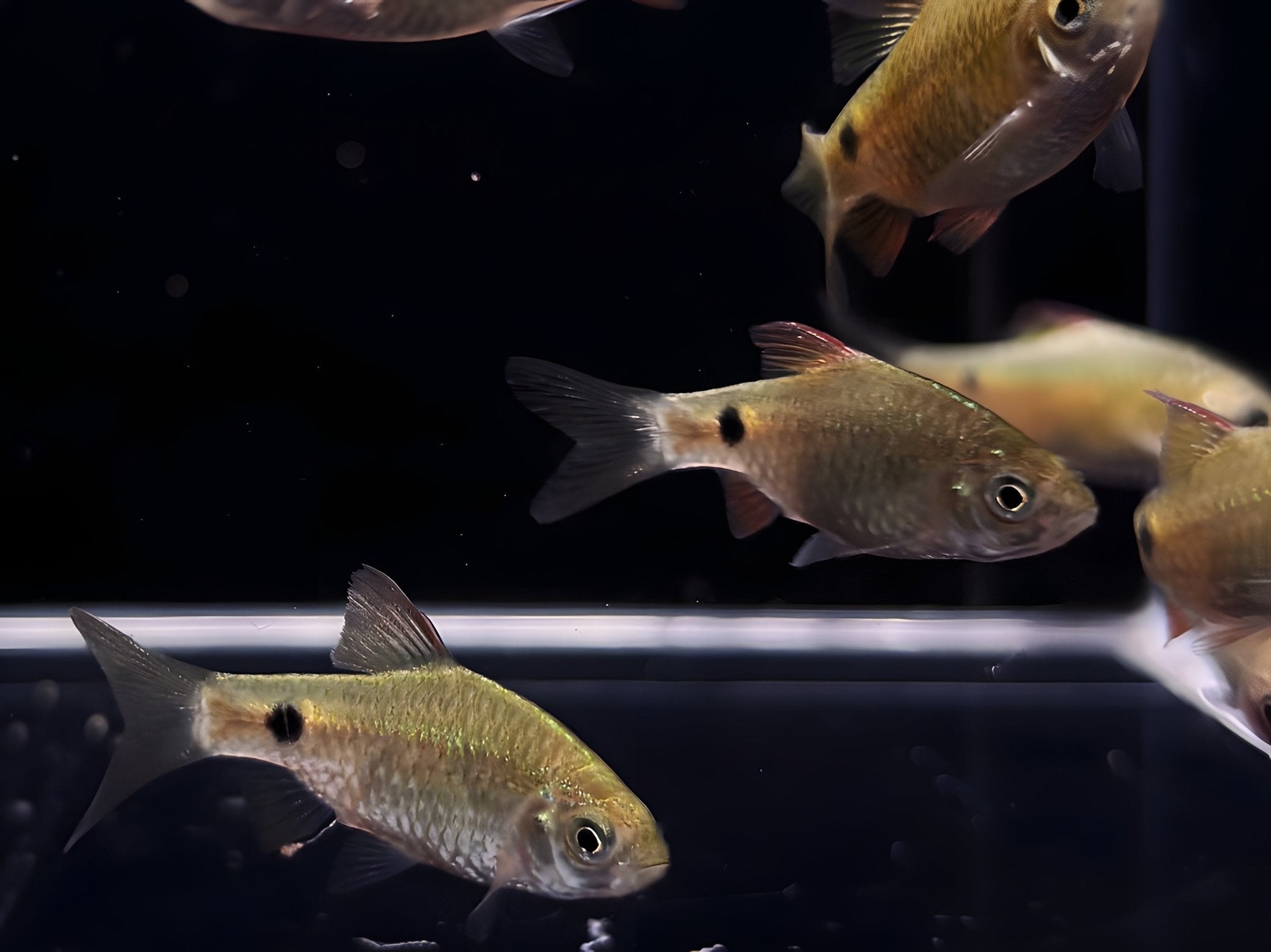 Rosy Barb - Aqua Huna