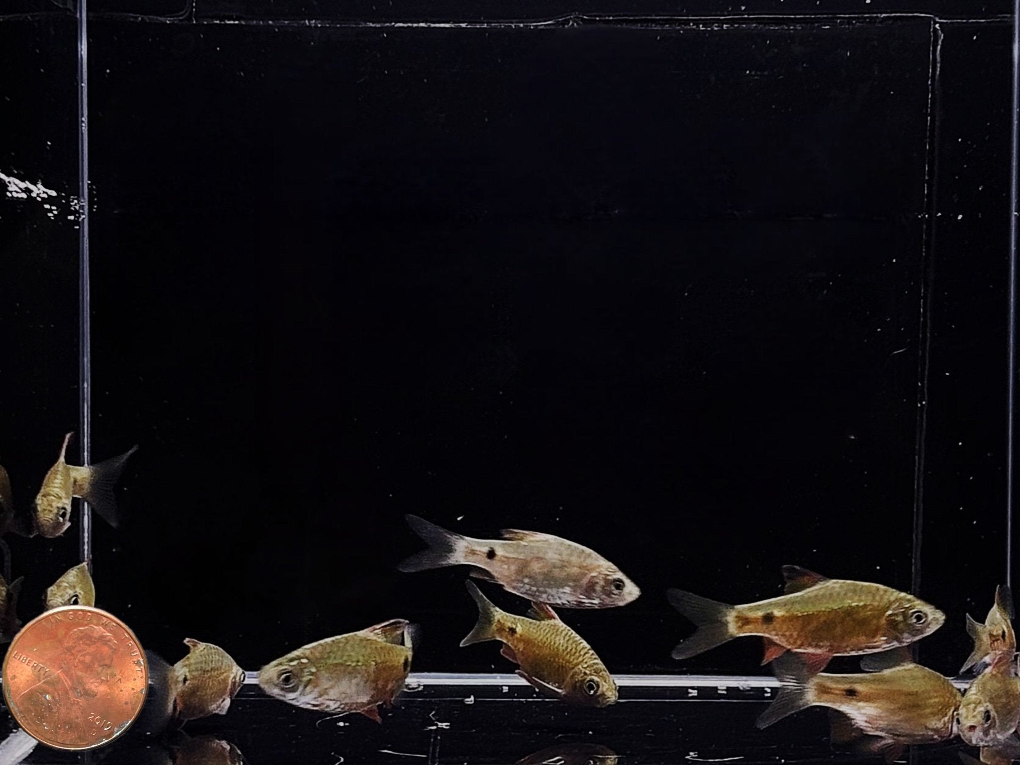 Rosy Barb - Aqua Huna