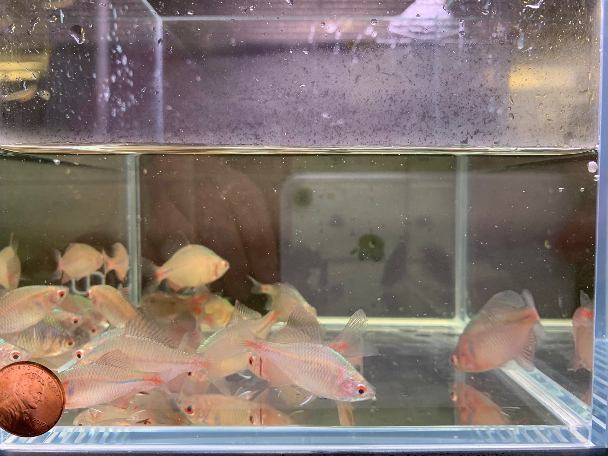 Rosy Bitterling - Aqua Huna