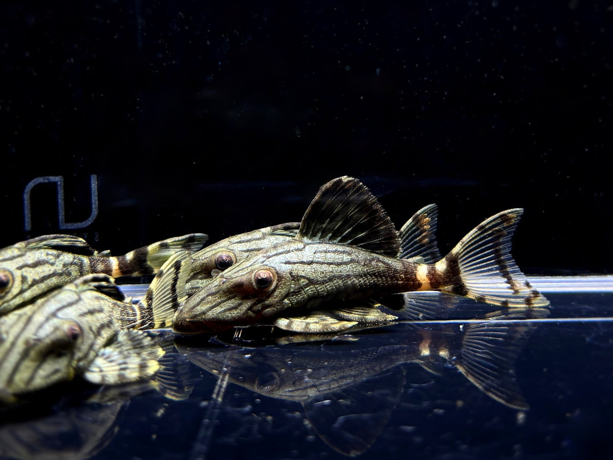 Royal Pleco - Aqua Huna