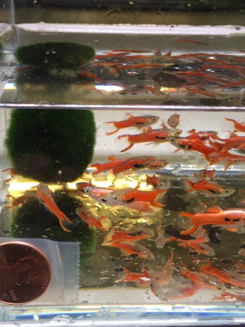 Scarlet Endler Male - Aqua Huna