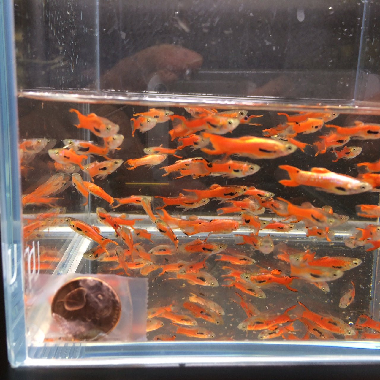 Scarlet Endler pairs - Aqua Huna