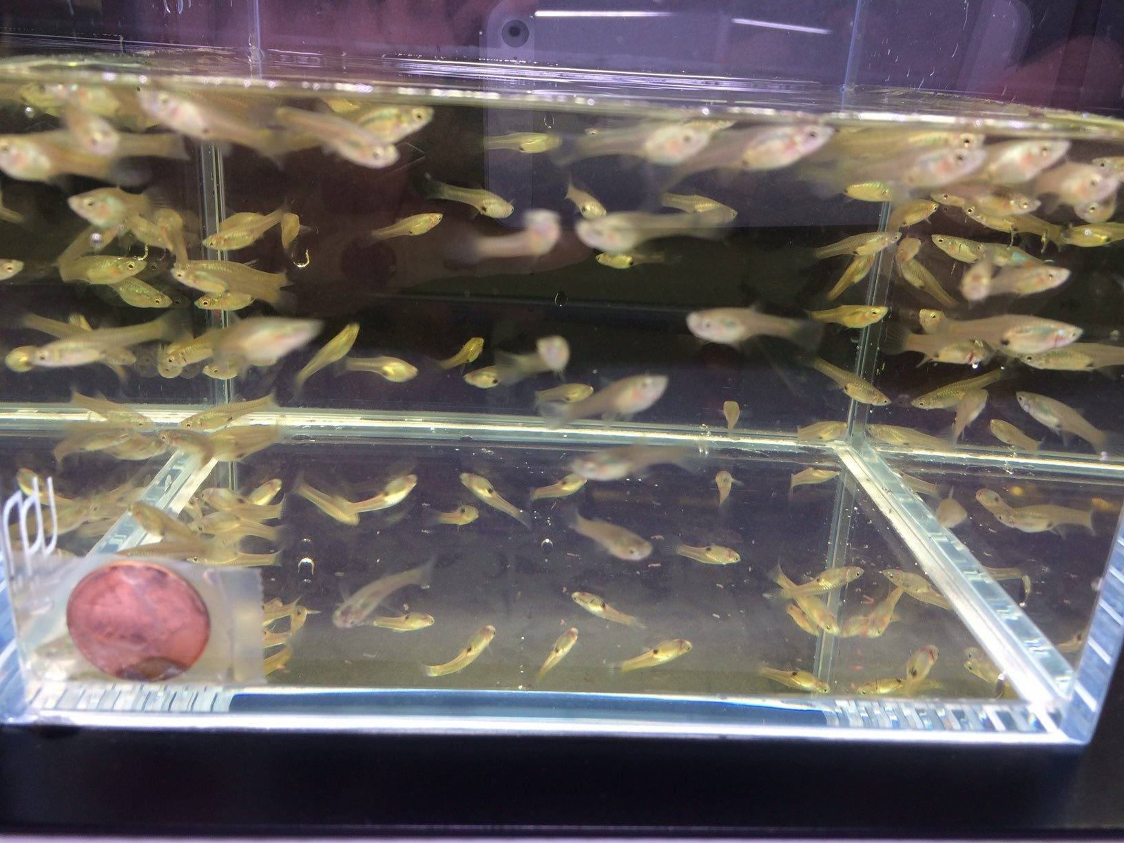 Scarlet Endler pairs - Aqua Huna