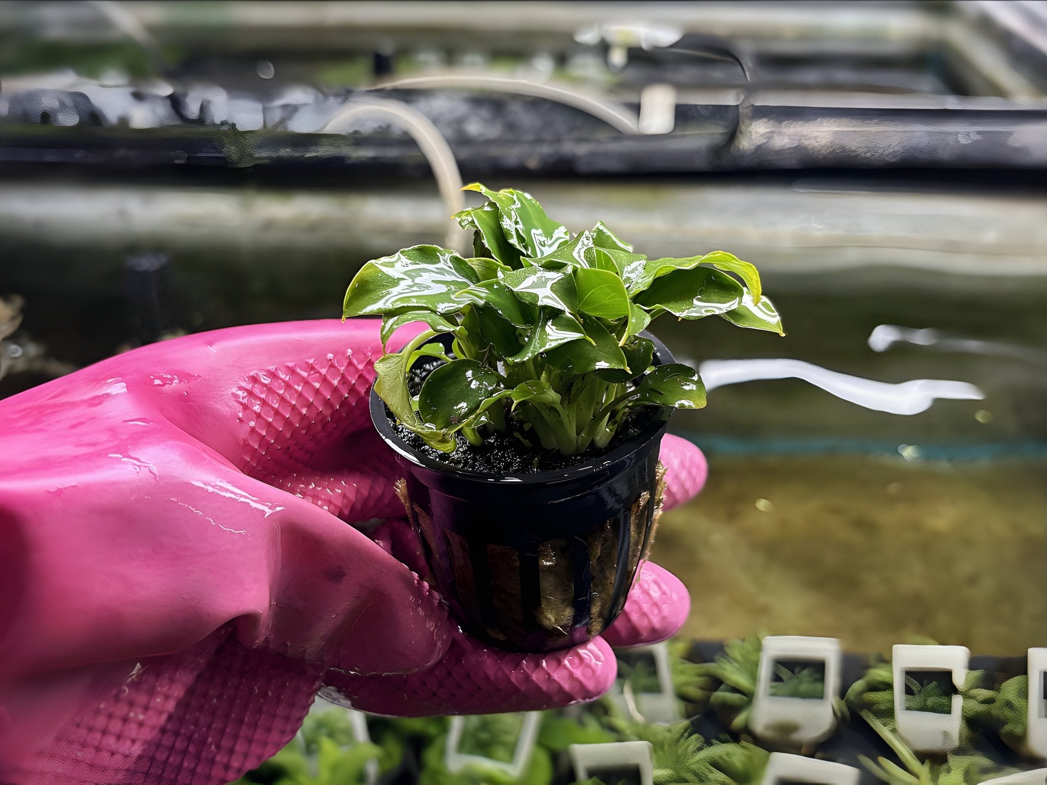 schismatoglottis prietoi - Potted Plant - Aqua Huna