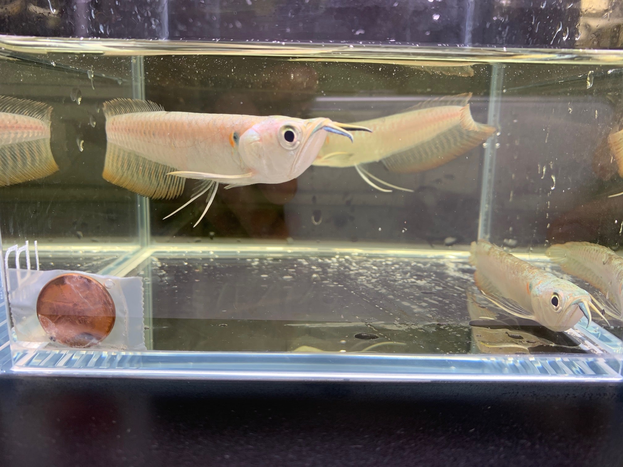 Silver Arowana Exotic Freshwater Fish for Sale