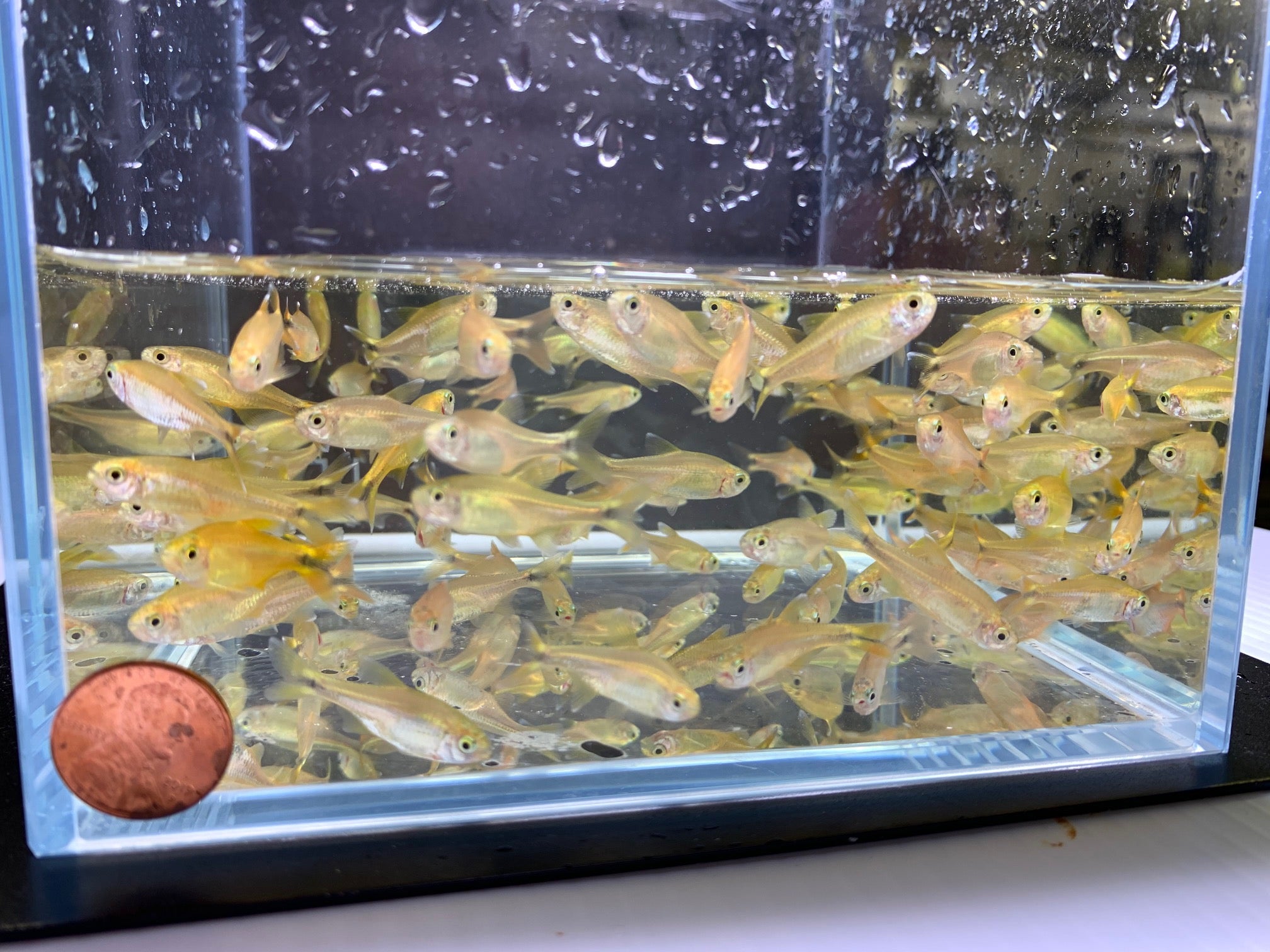Silvertip Tetra - Aqua Huna