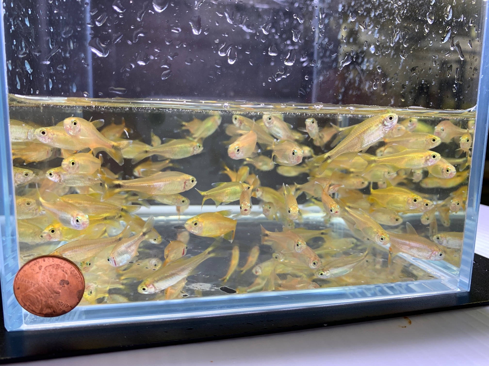 Silvertip Tetra Vibrant Freshwater Schooling Fish for Sale