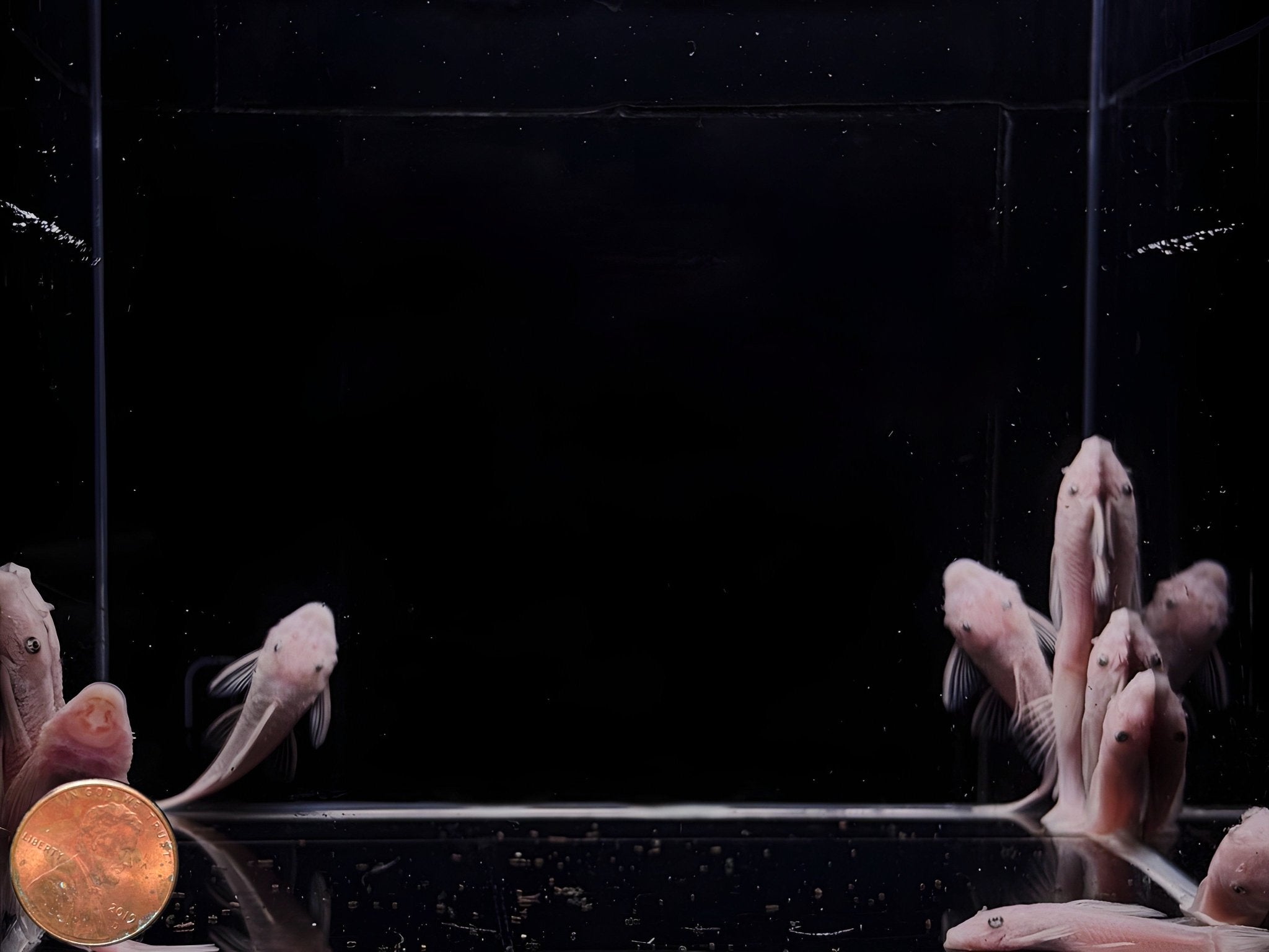 Snow White Bristlenose - Aqua Huna