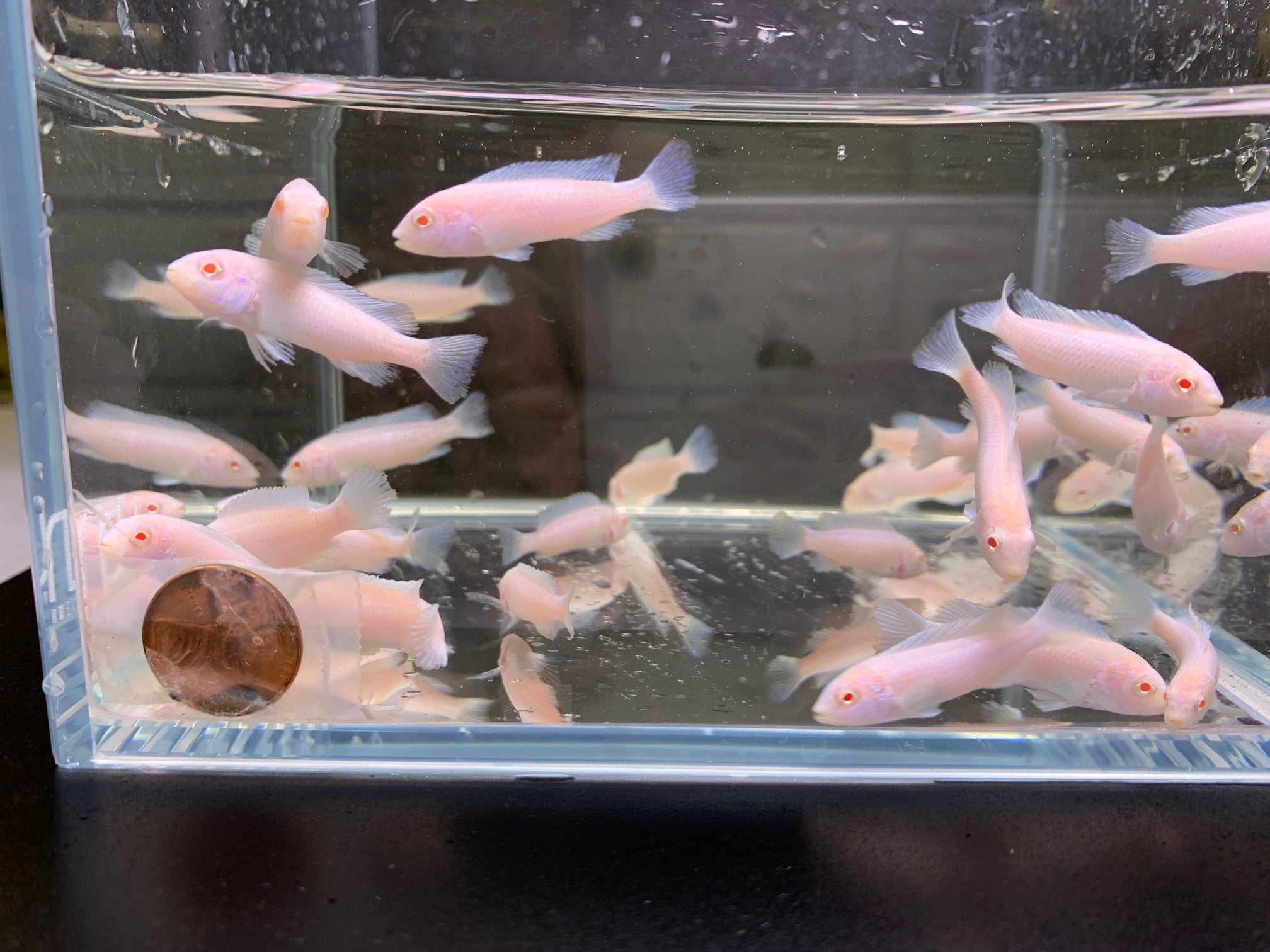 Snow White Socolofi - Aqua Huna