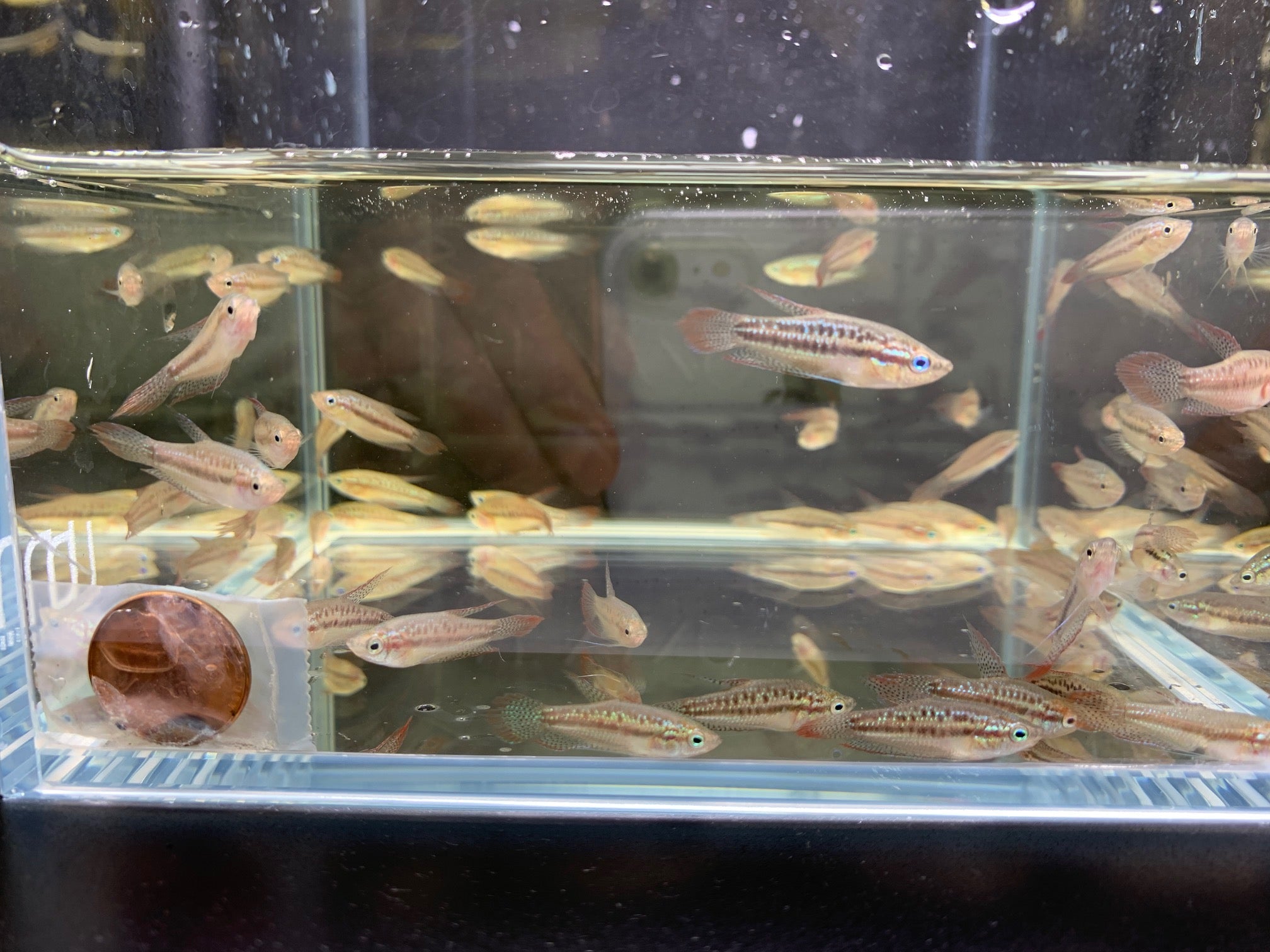 Sparkling Gourami - Aqua Huna