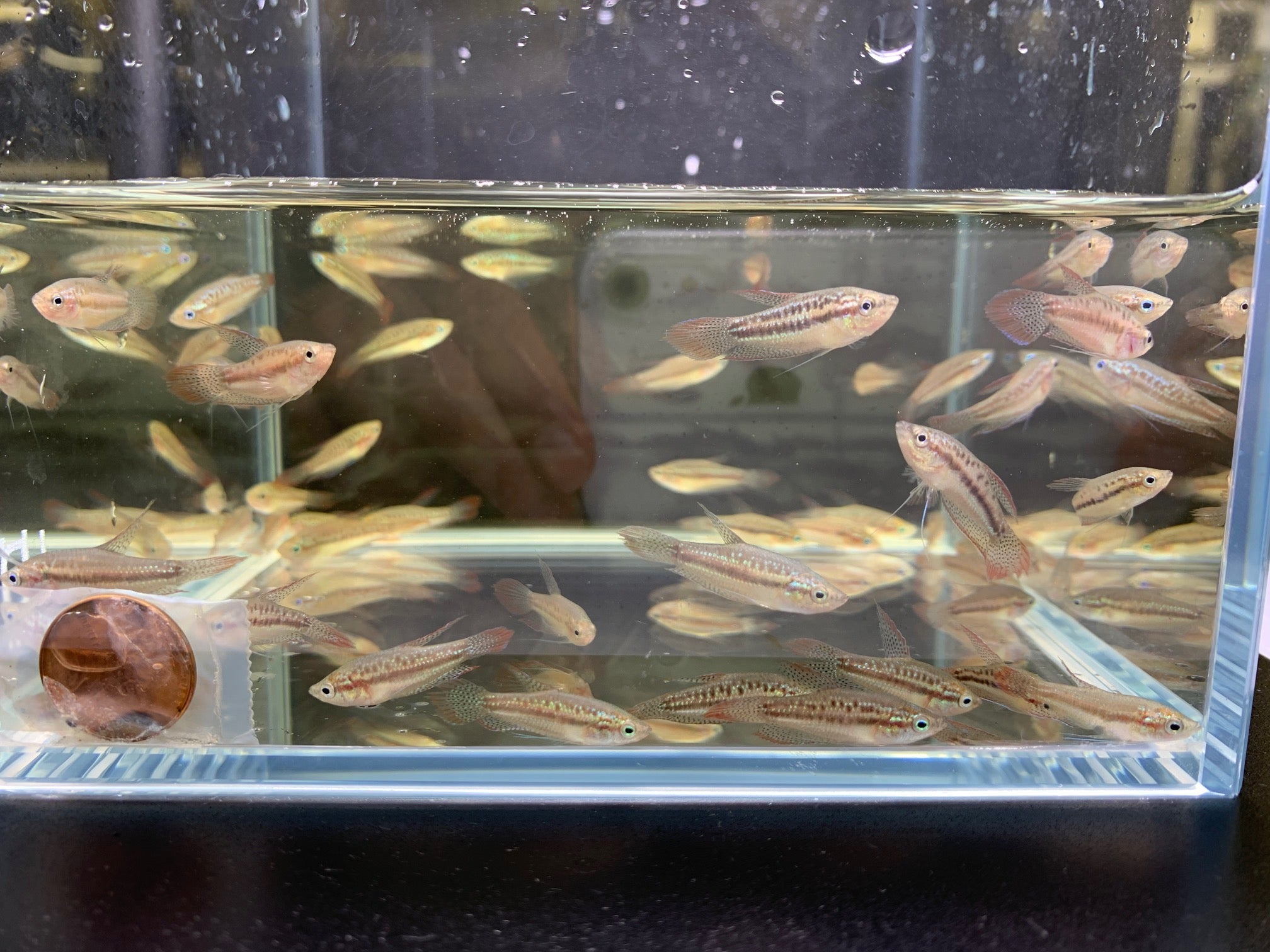 Sparkling Gourami - Aqua Huna