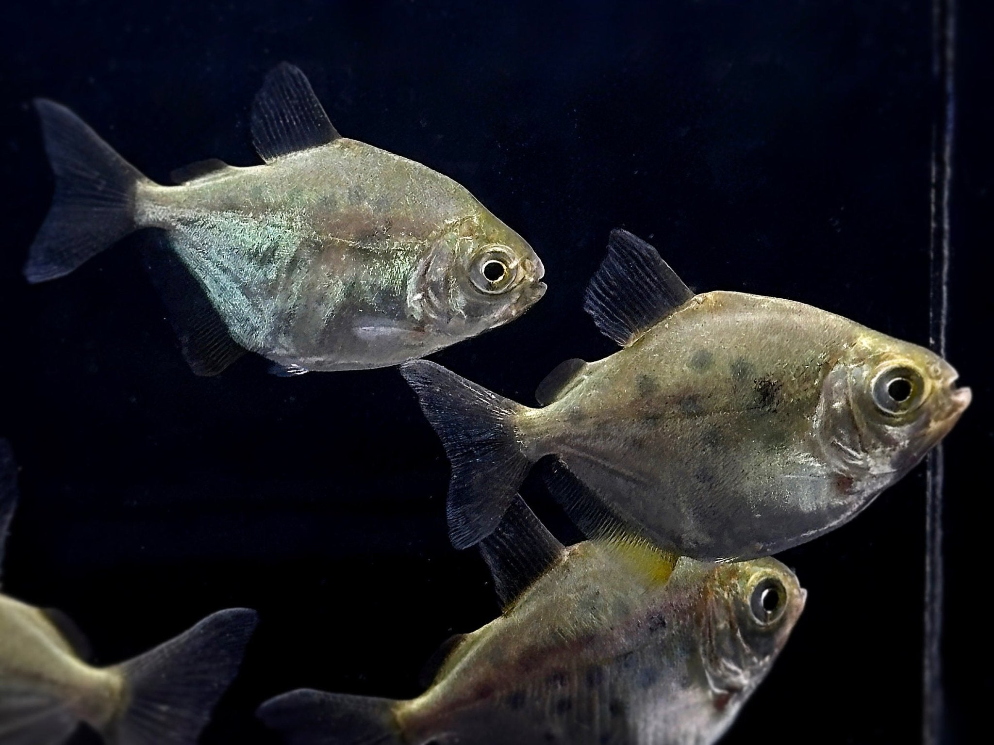Spotted Silver Dollar Tetra - Aqua Huna