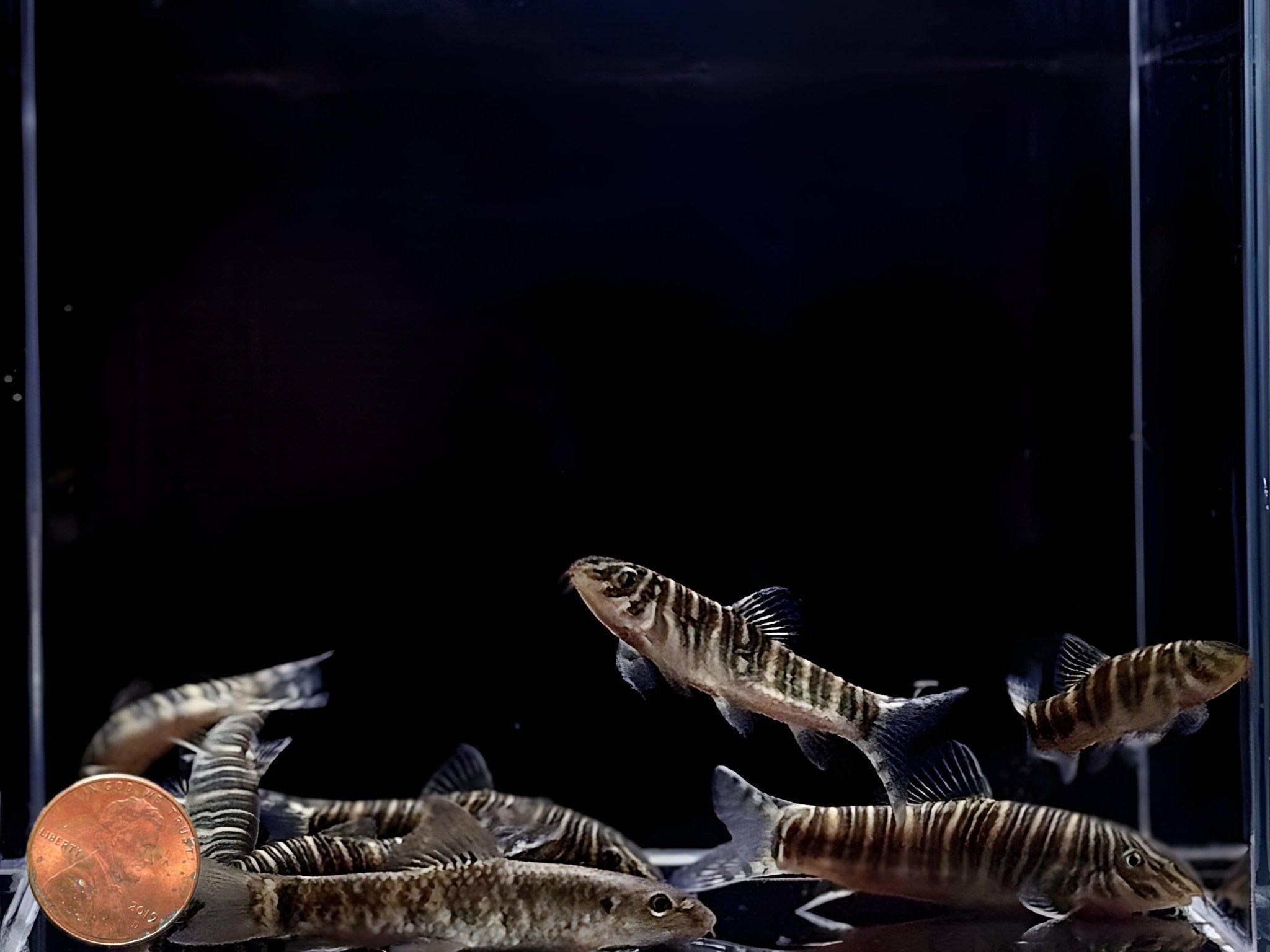 Striata Loach / Zebra Loach - Aqua Huna