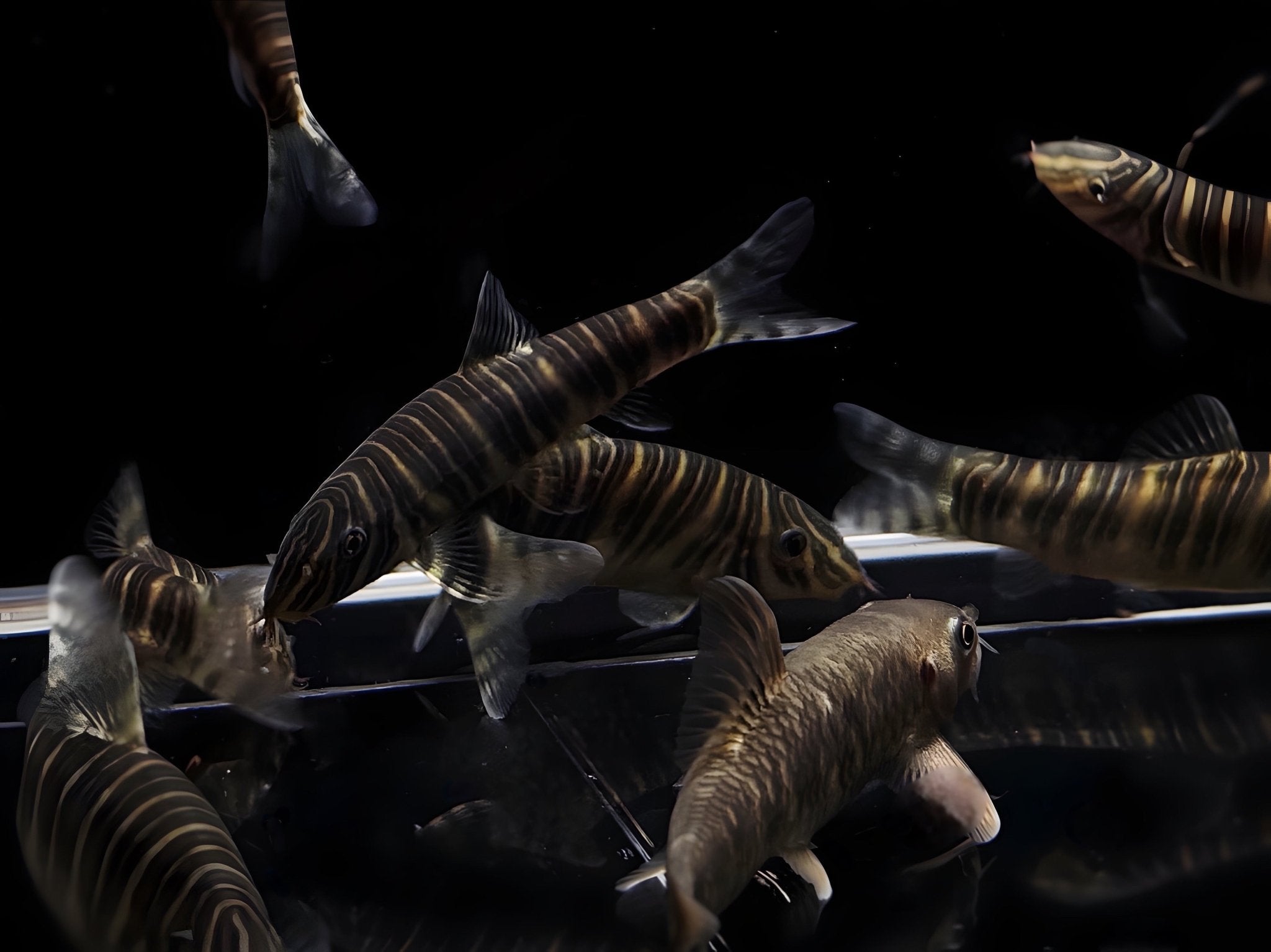 Striata Loach / Zebra Loach - Aqua Huna