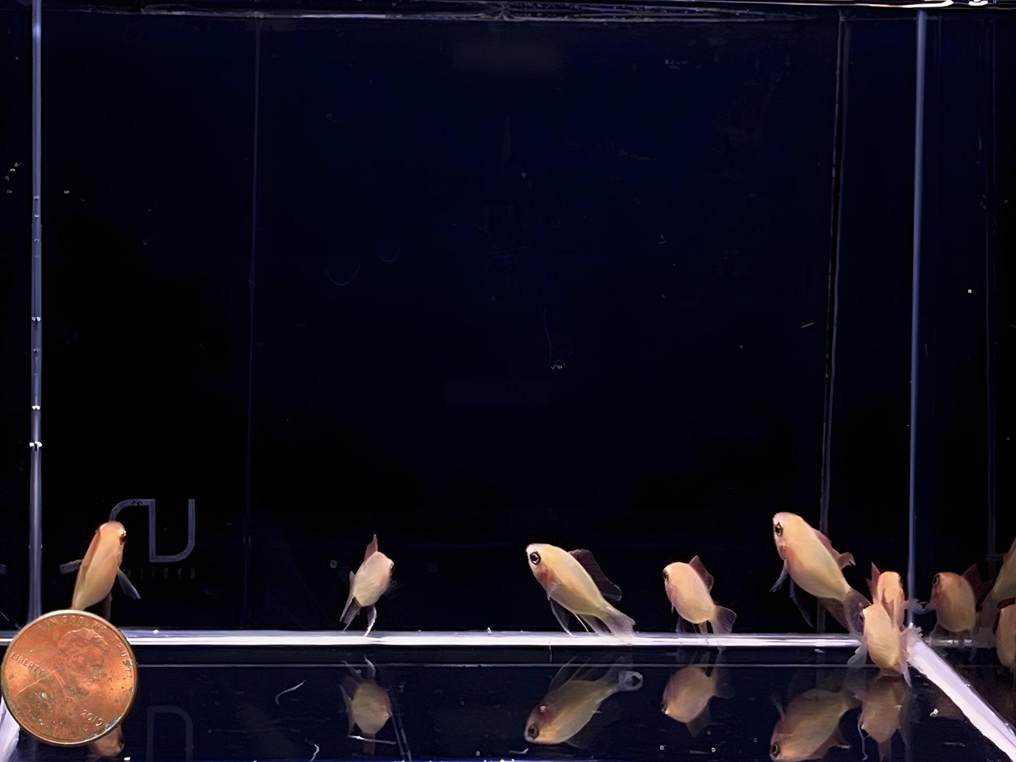 Sunkiss Balloon Ram - Aqua Huna